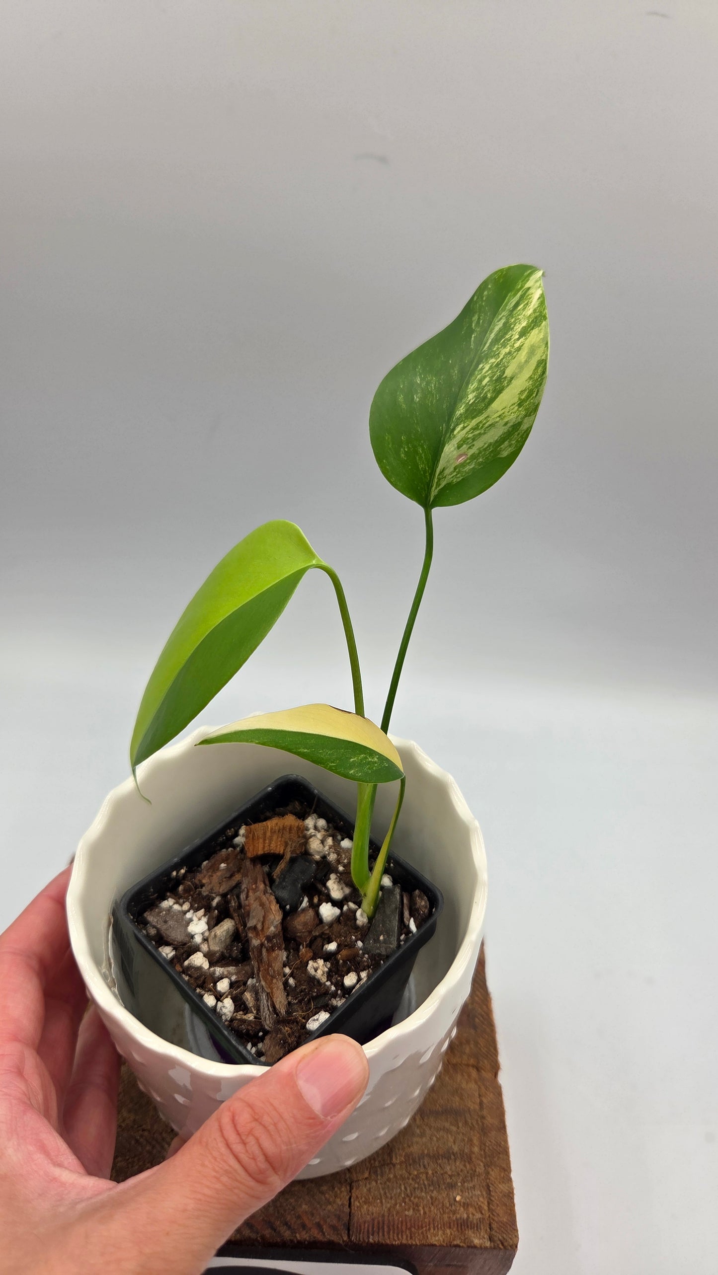 Monstera Aurea (MON-567)