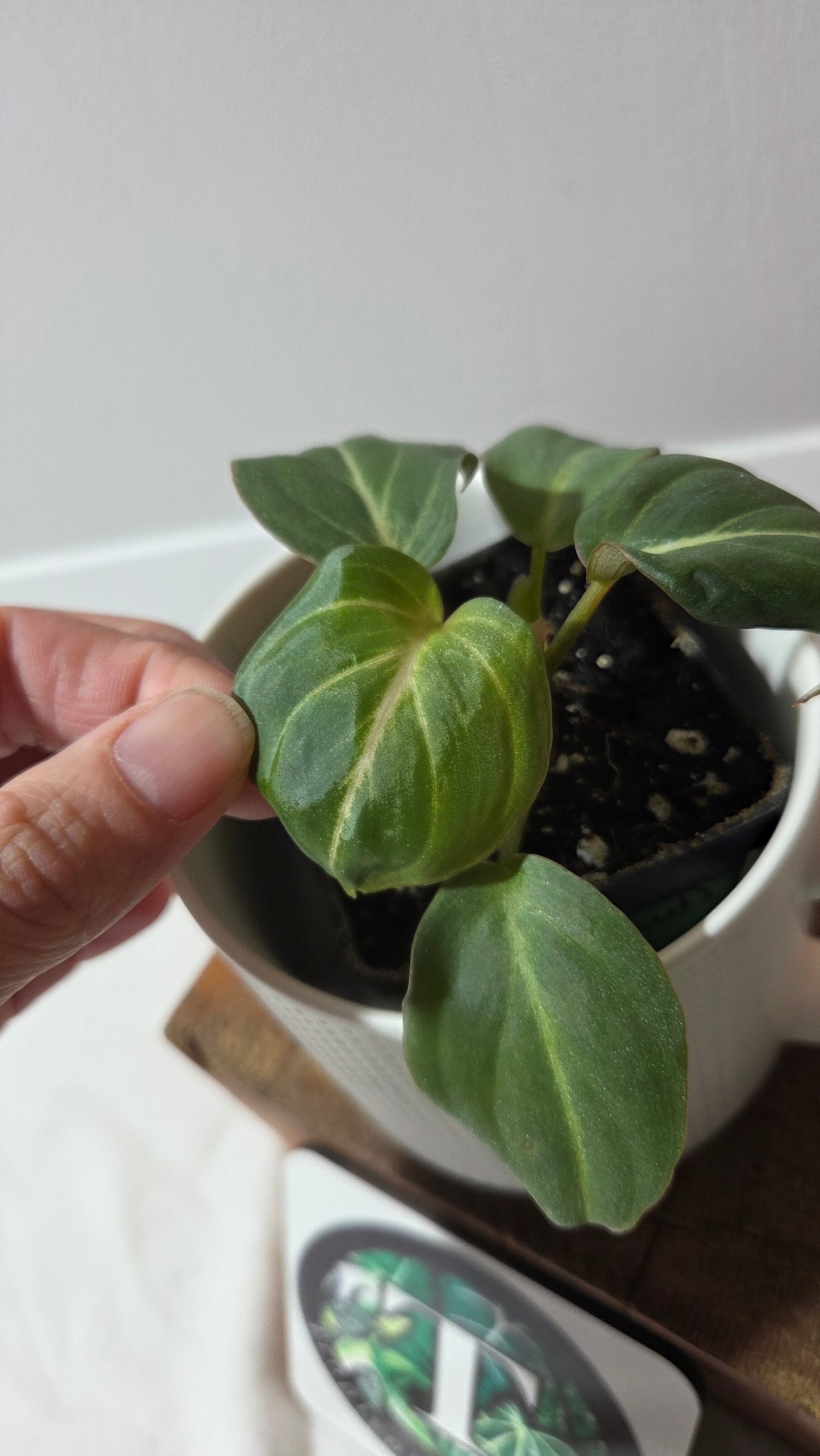Philodendron Gloriosum Silver (PHI-317)