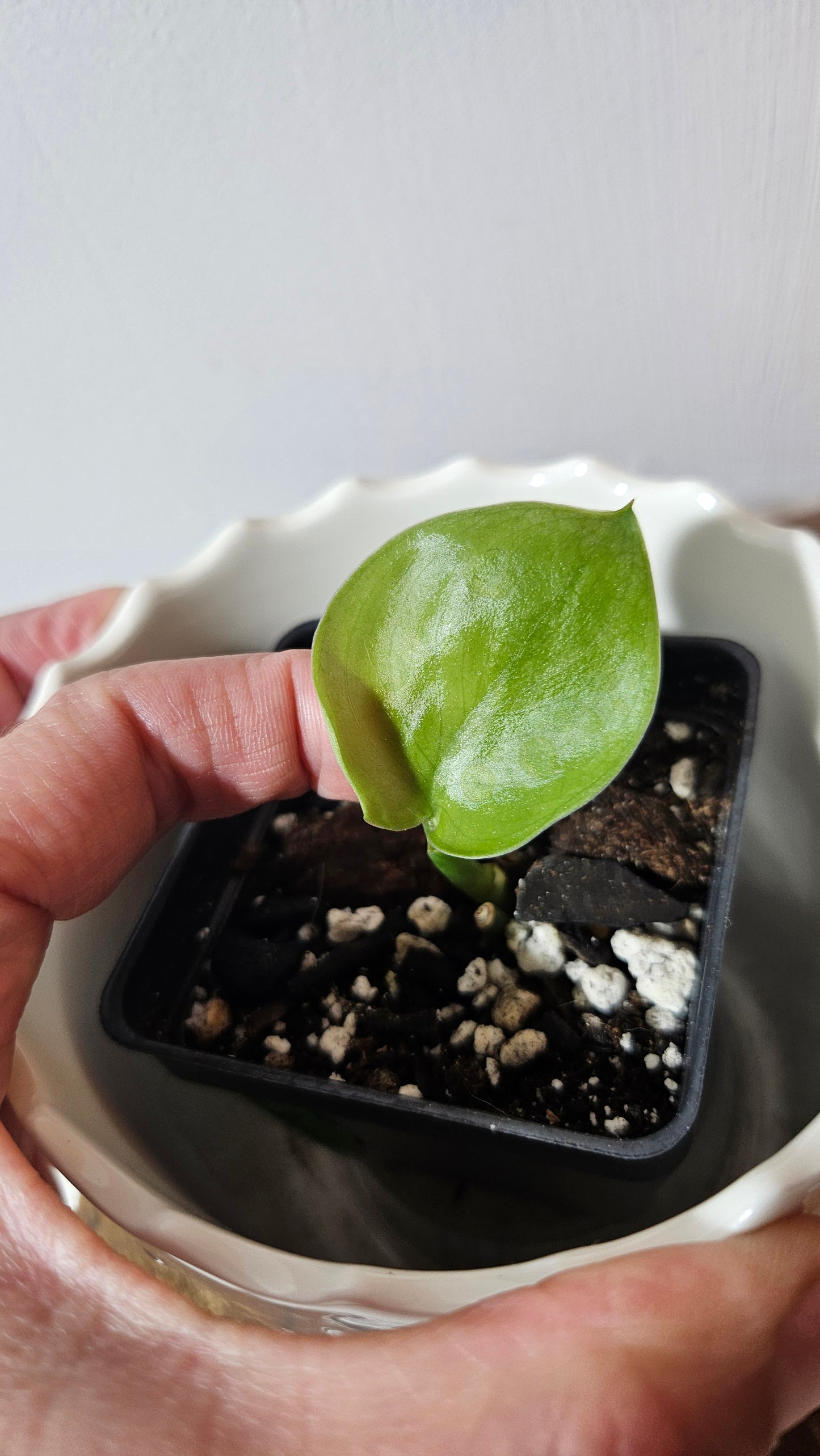 Scindapsus Silver Tattoo (SCI-1024)