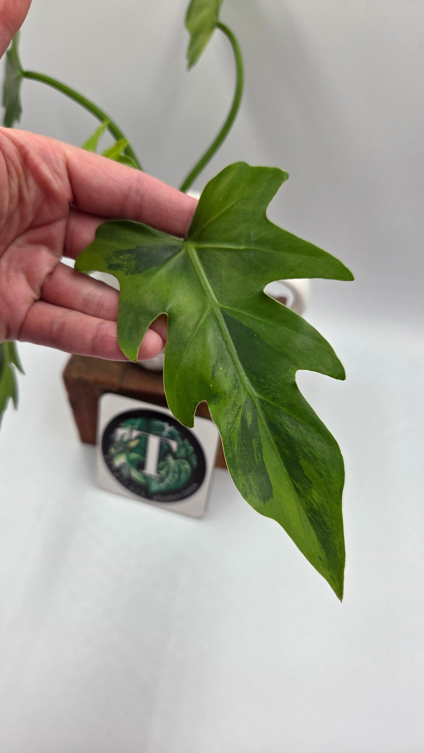 Philodendron Radiatum Variegata (PHI-1020)