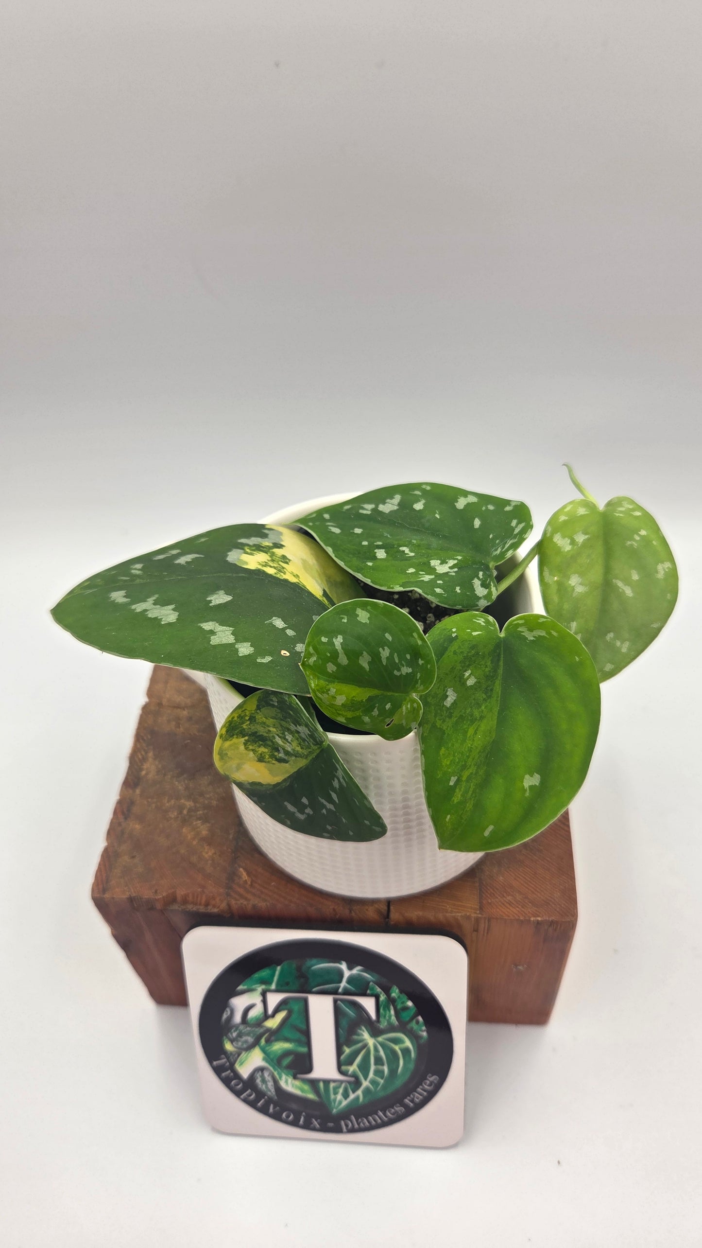 Scindapsus Sentarum (SCI-1145)