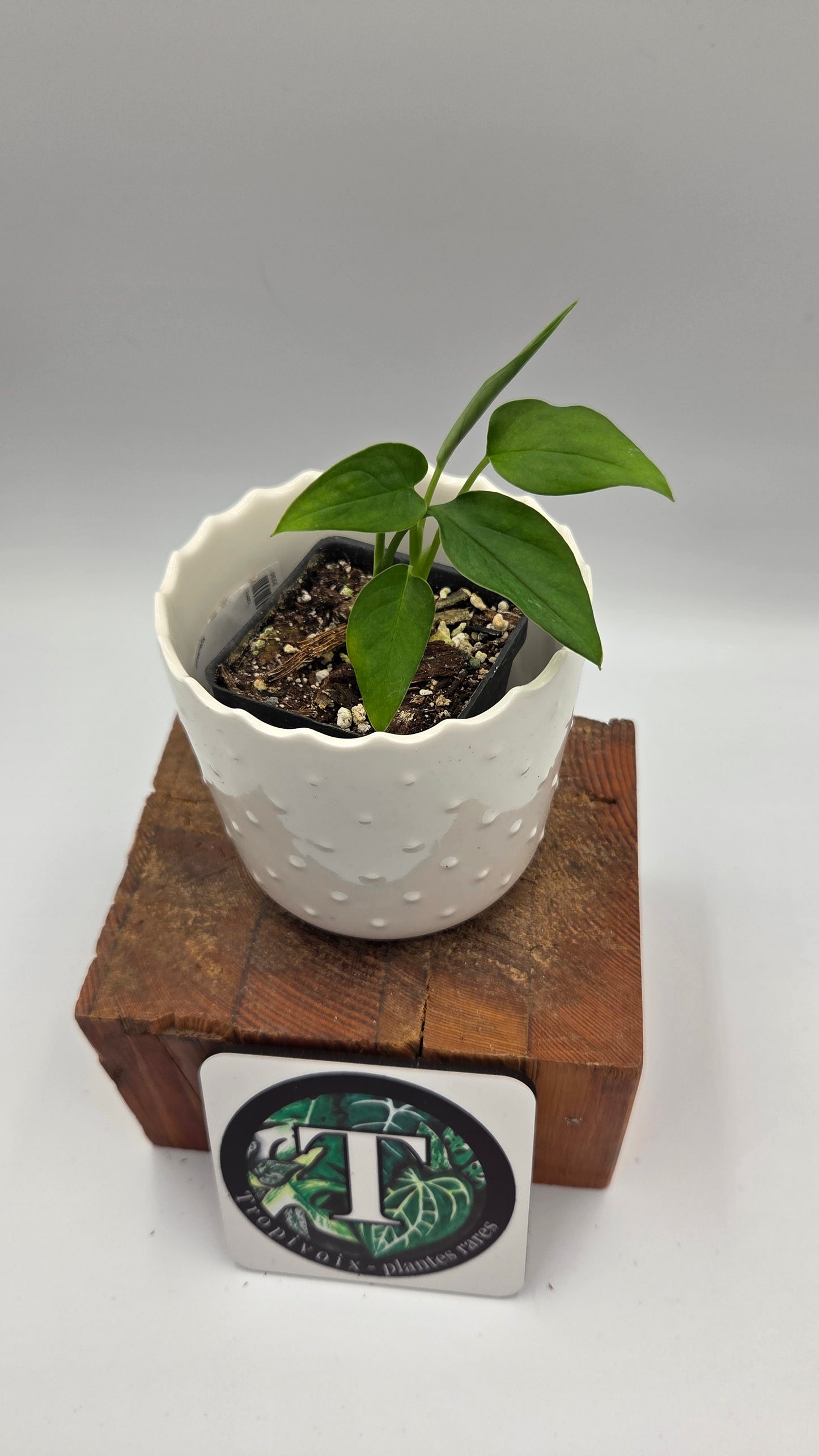 Monstera Obliqua Aff Tena (MON-556)