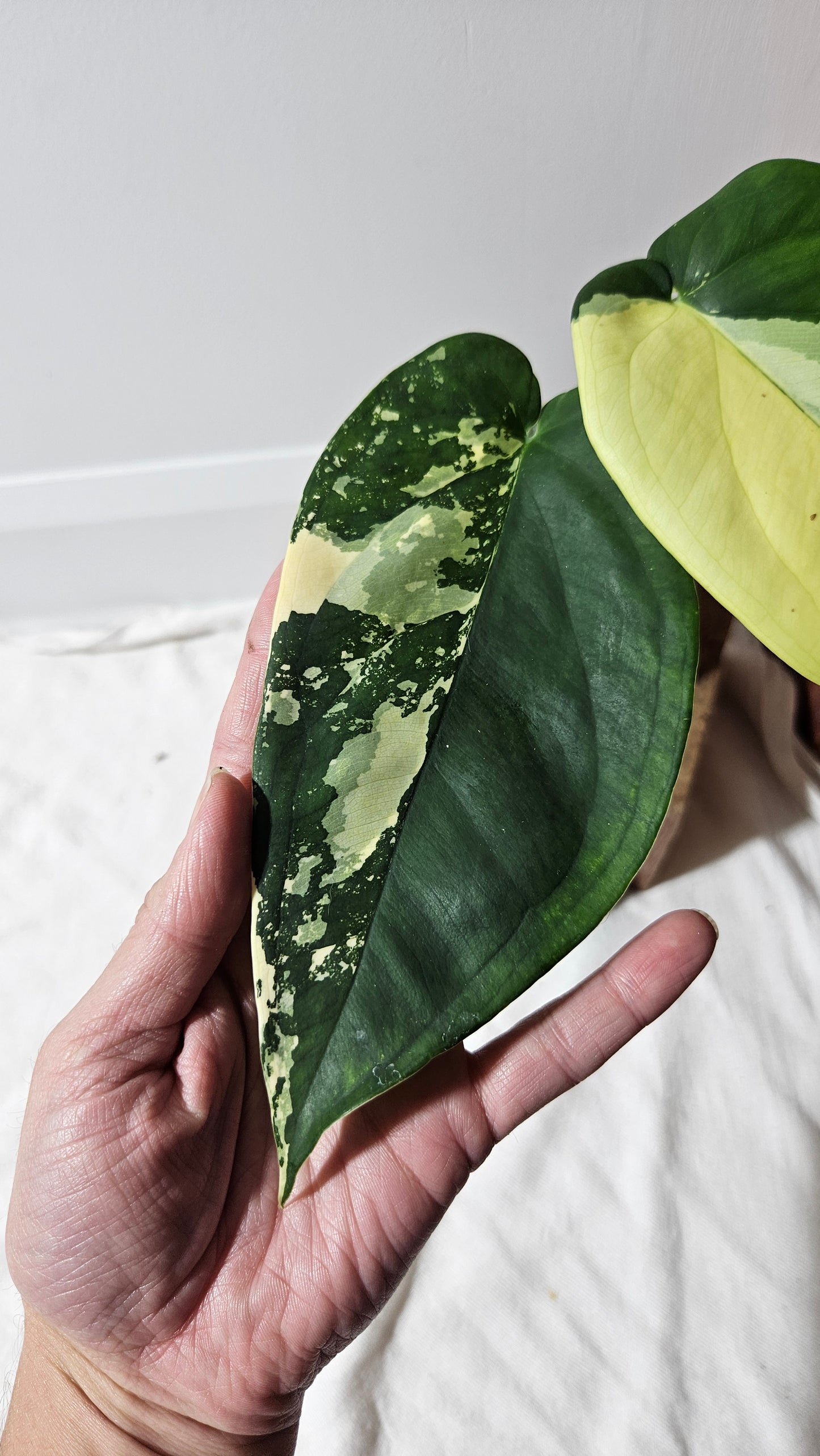 Syngonium Chiapense Albo (SYN-482)