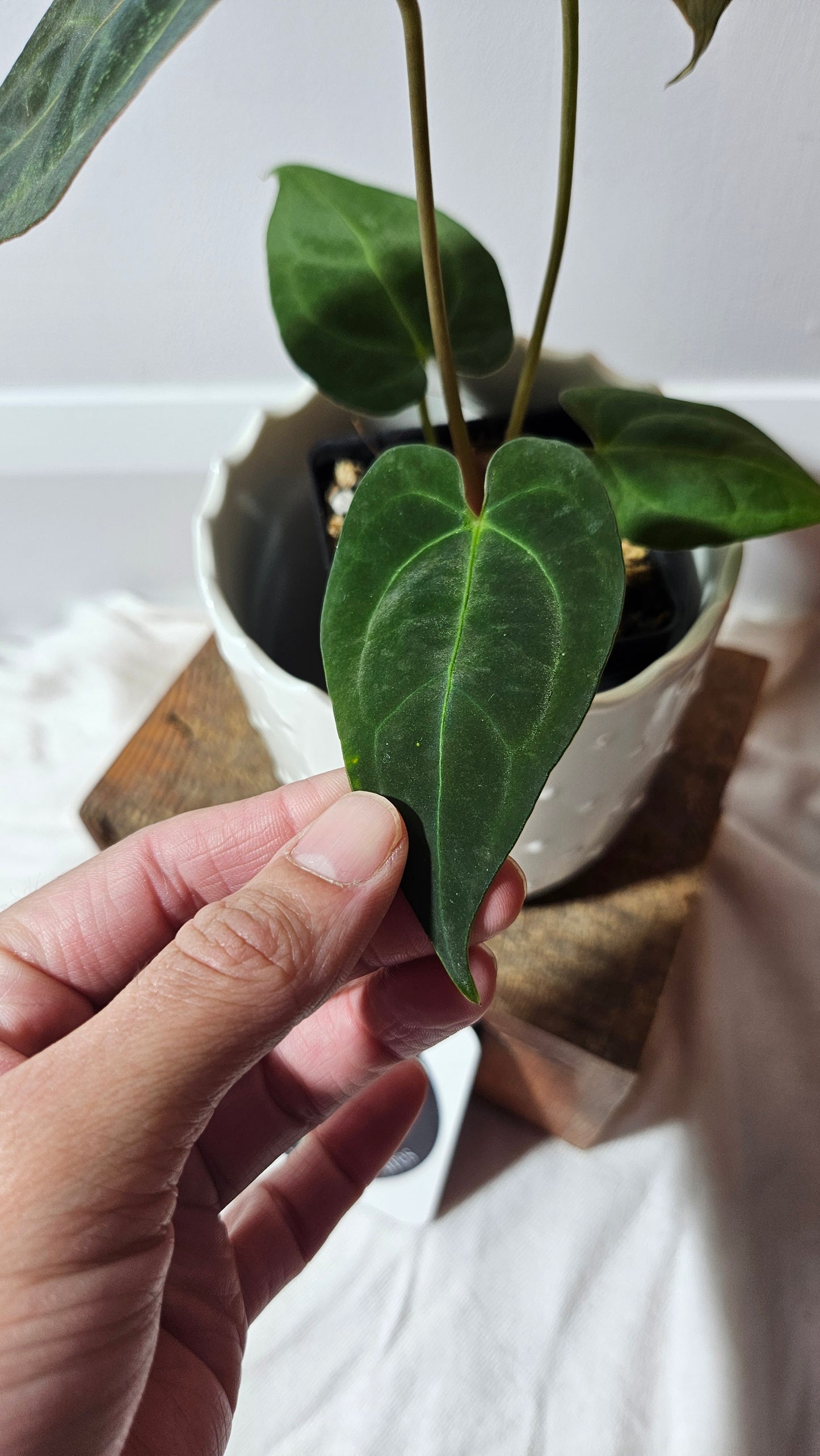 Anthurium BVIT "format MOYEN" (ANT-119)