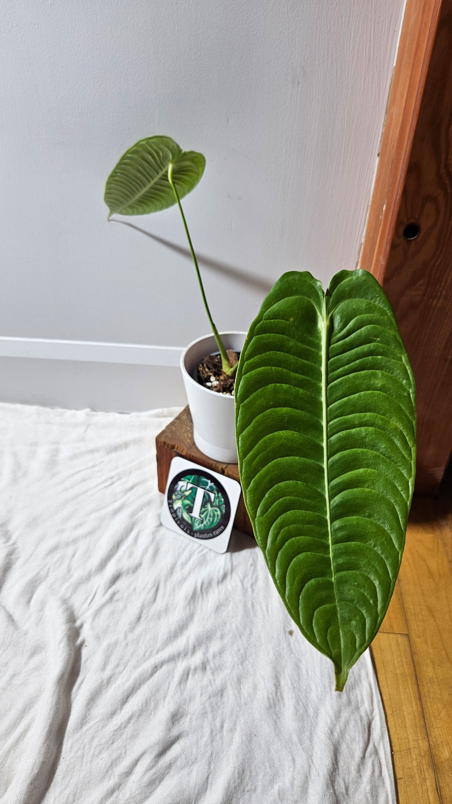 Anthurium Veitchii Narrow "format MOYEN/LARGE" (ANT-607)