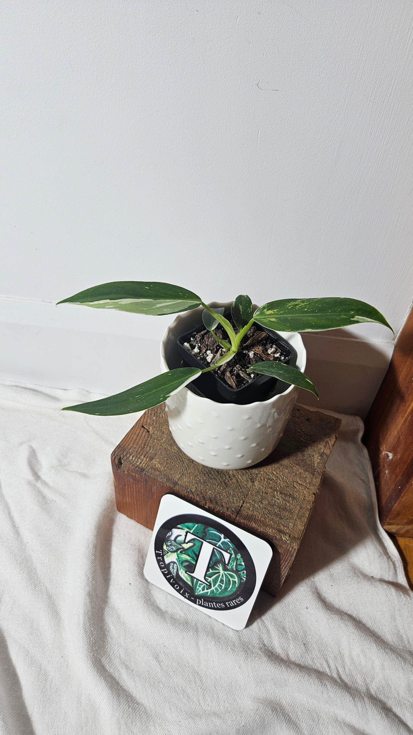 Philodendron White Princess (PHI-630)