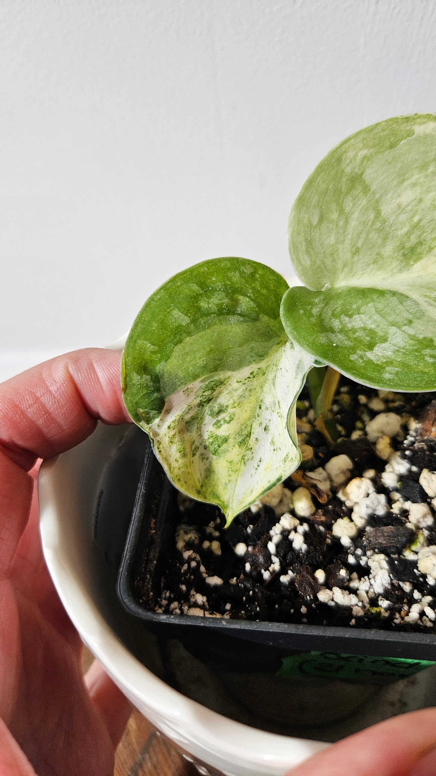 Scindapsus Black Dragon Variegata (SCI-1053)