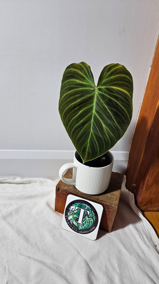 Philodendron Splendide "format LARGE" (PHI-941)