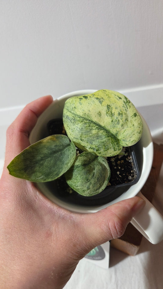 Scindapsus Black Dragon Variegata (SCI-1415)