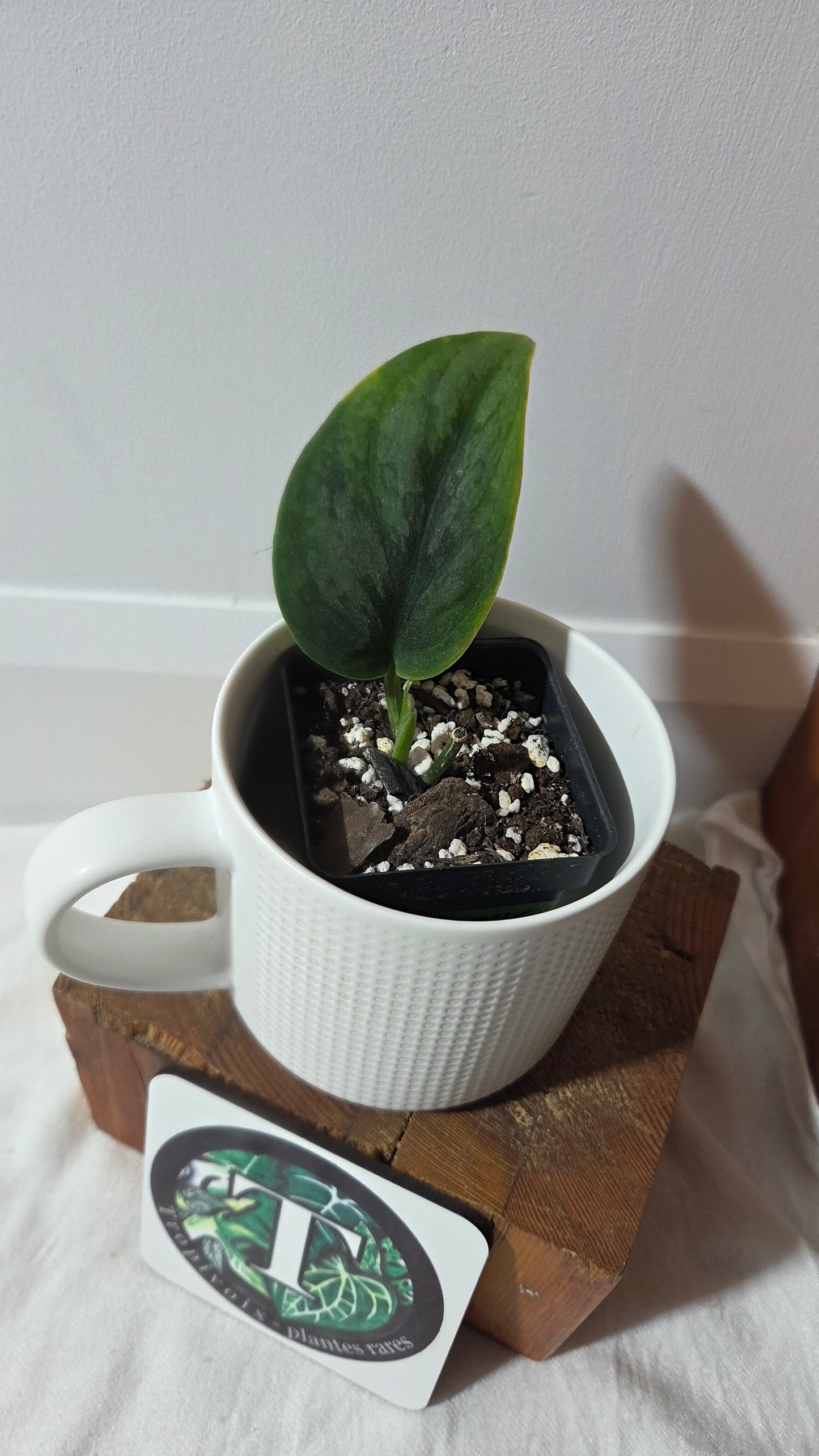 Scindapsus Blurik (SCI-1410)