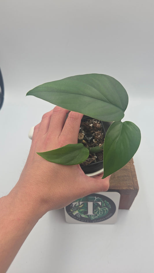 Raphidophora Pertusa (AUT-099)