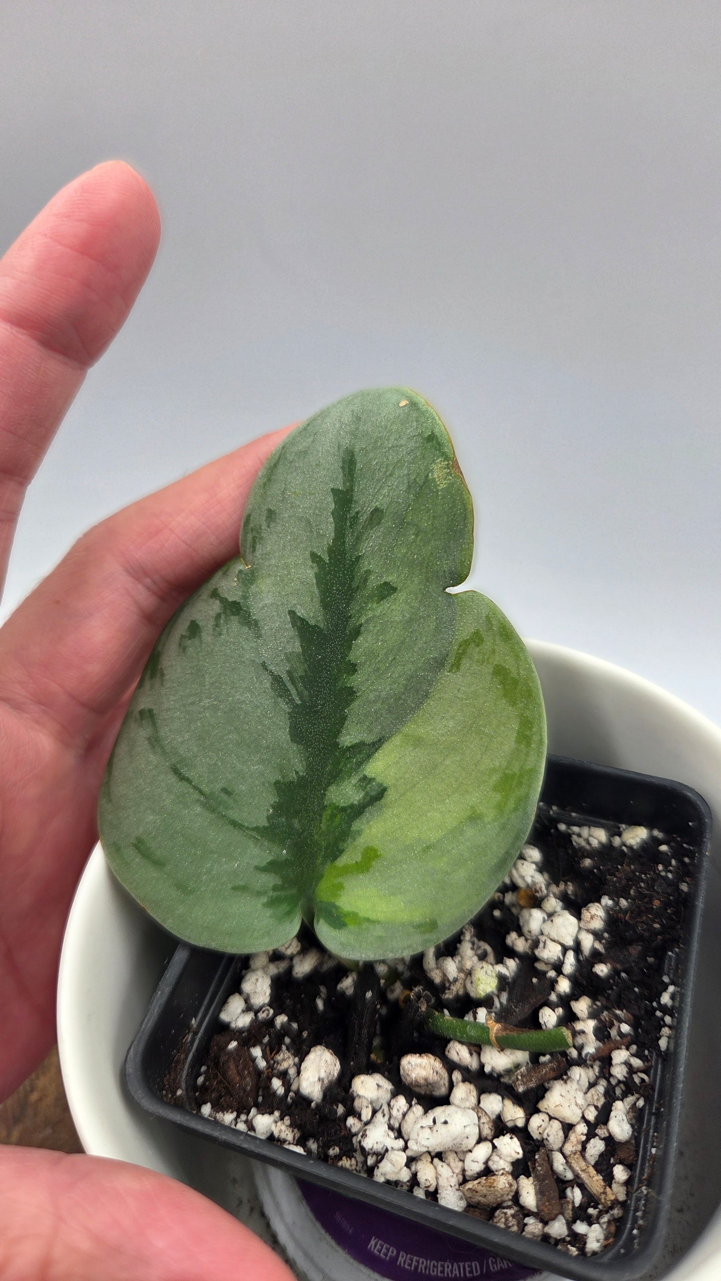 Scindapsus Yupa (SCI-1271)