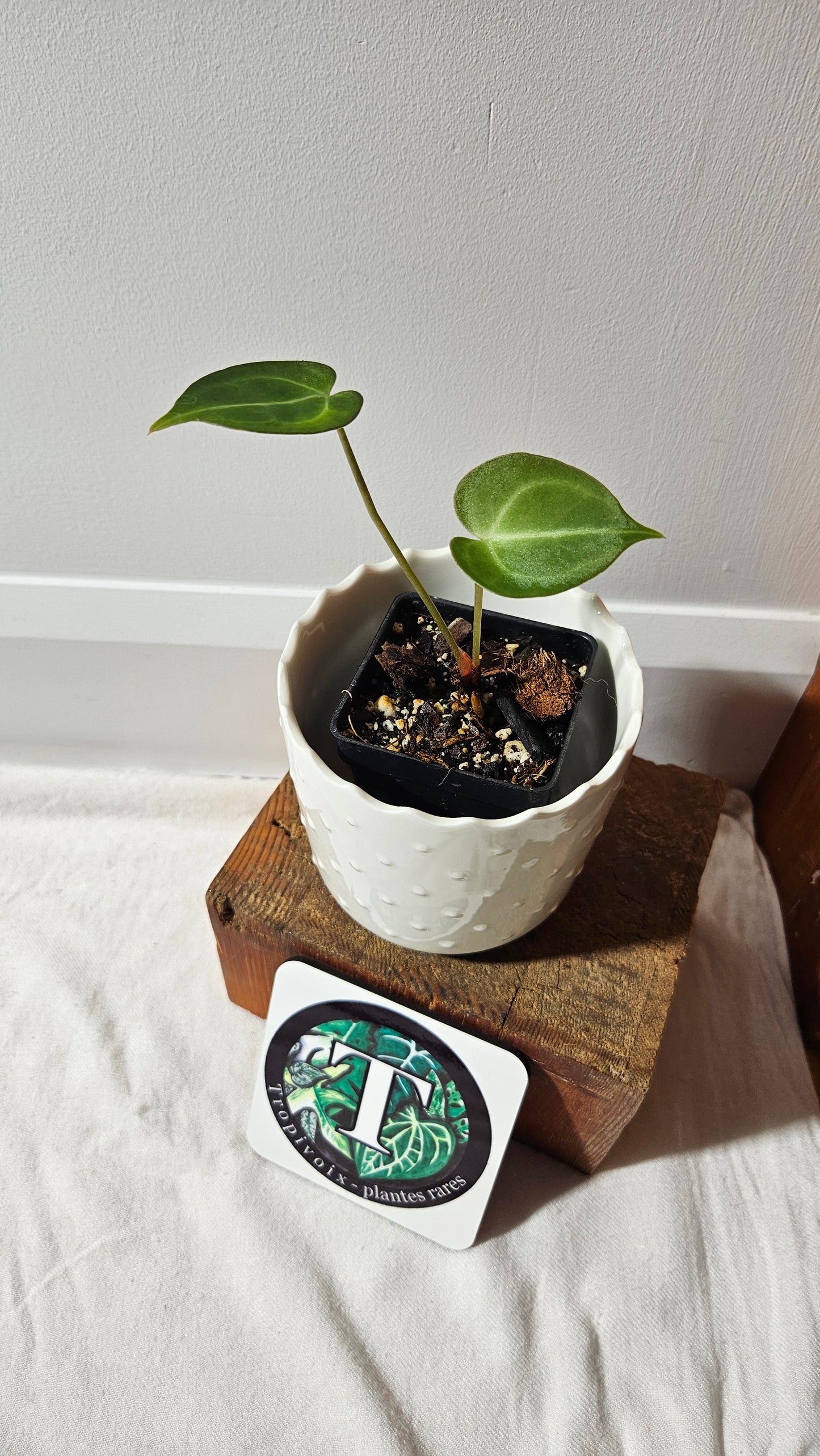 Anthurium  Clarinervium Hybrid "format PETIT" (ANT-547)