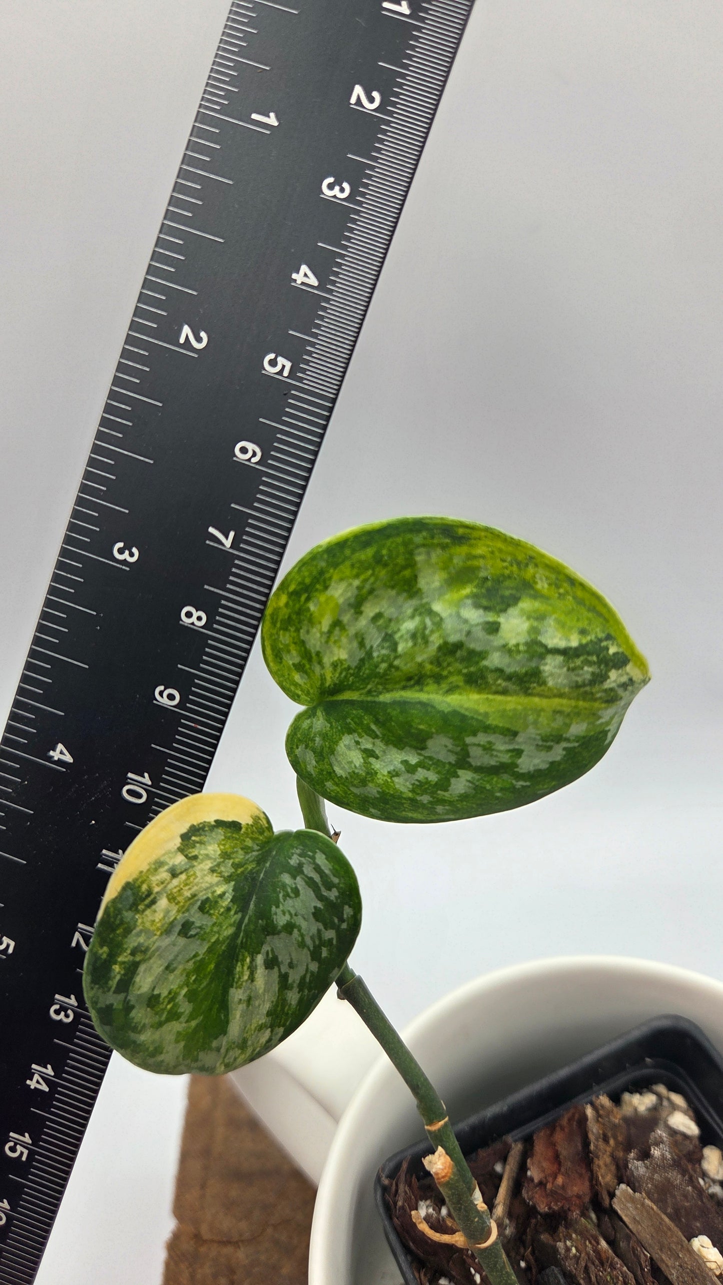 Scindapsus Geulis (SCI-1217)