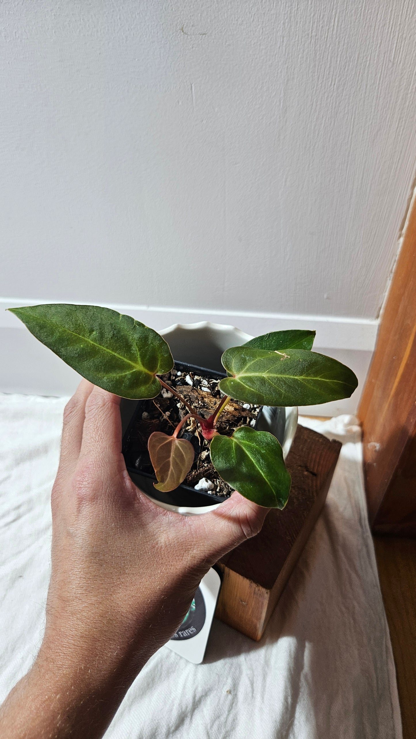 Anthurium Papillilaminum Red Stem  "format PETIT" (ANT-592)