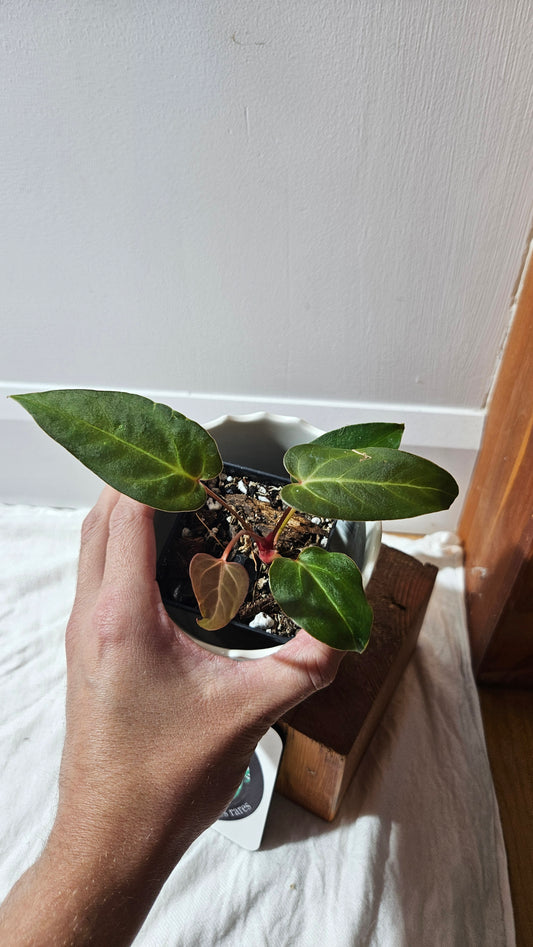 Anthurium Papillilaminum Red Stem  "format PETIT" (ANT-592)