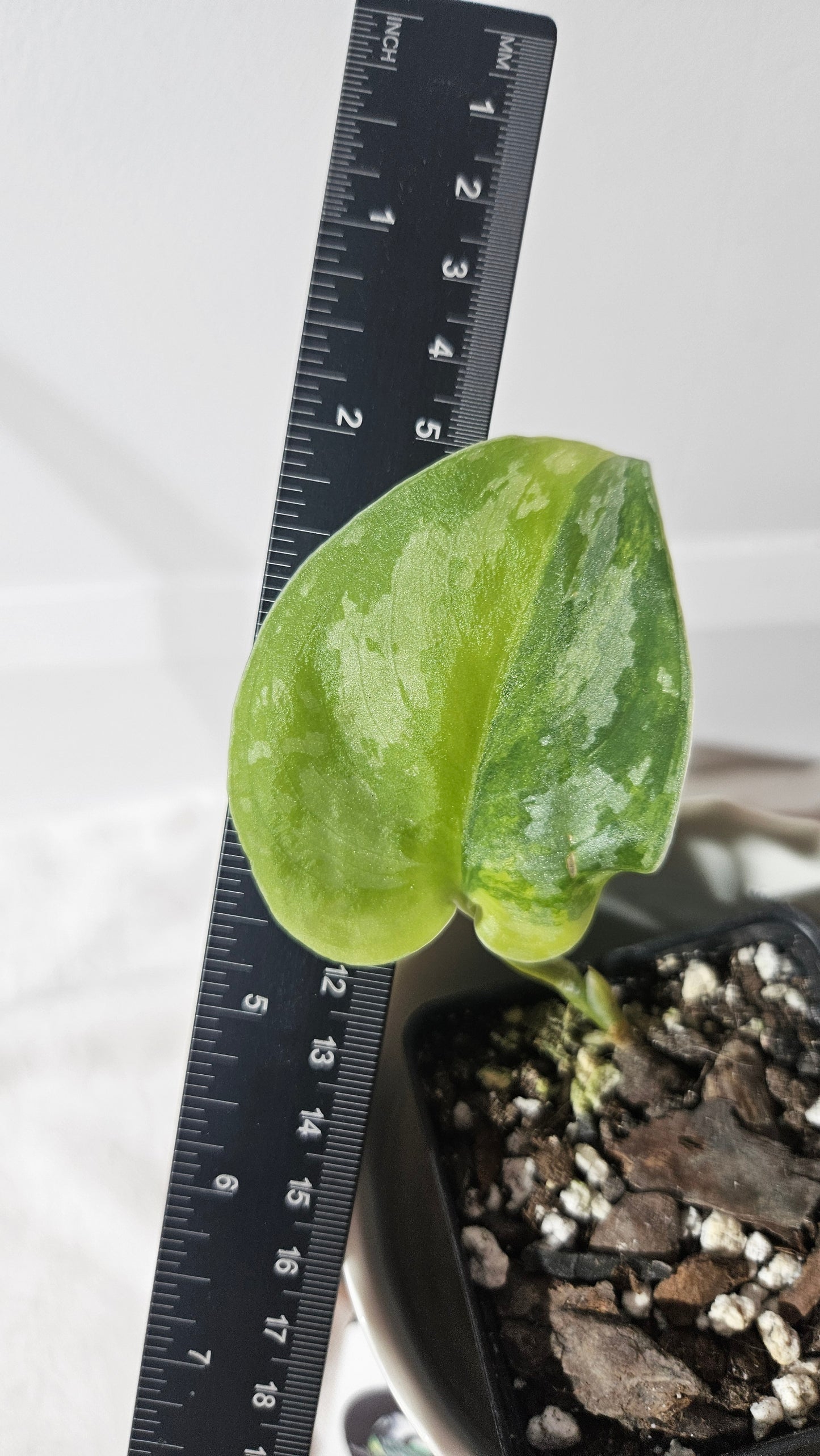 Scindapsus Swarnabhumi  (SCI-963)