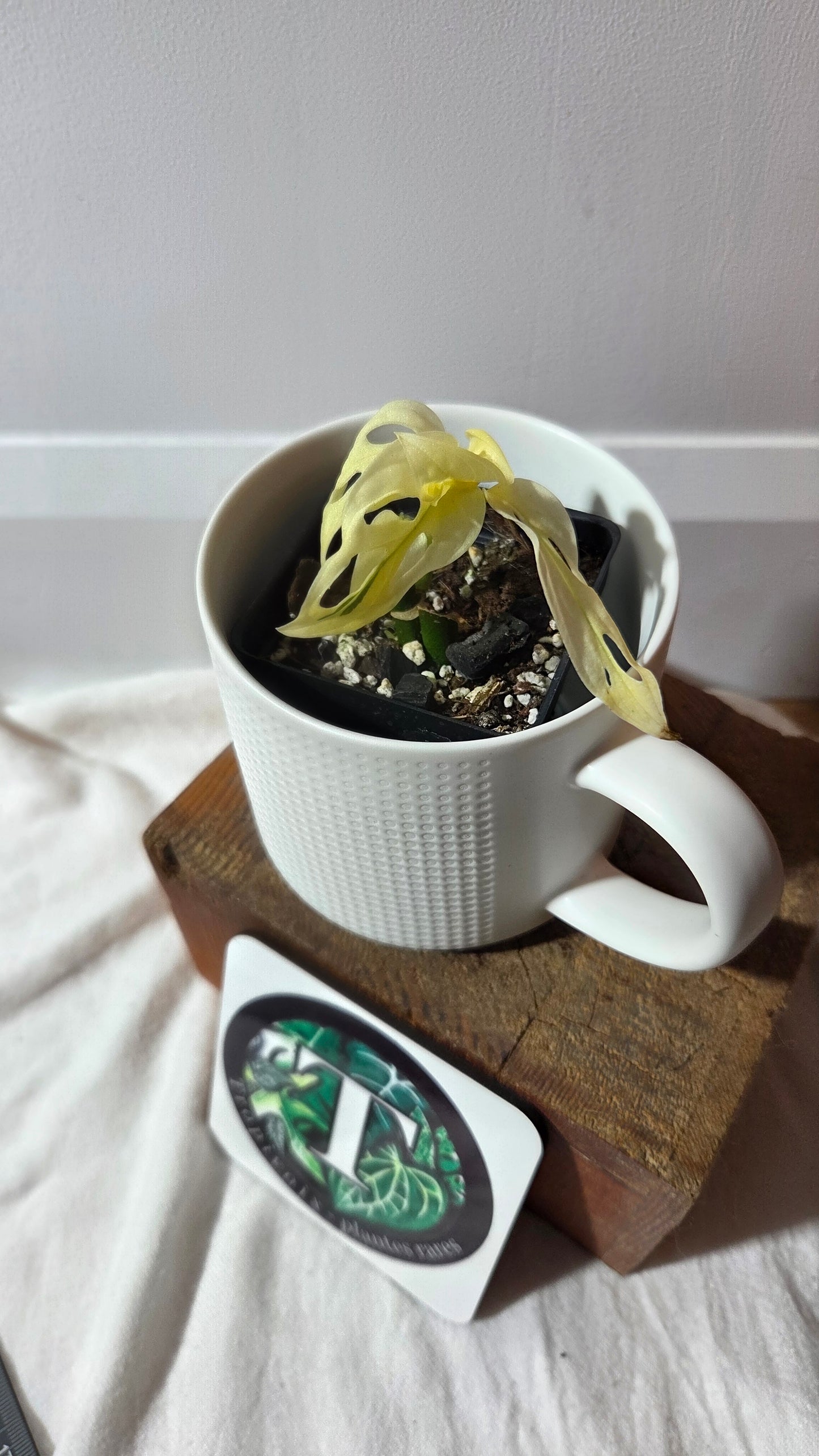 Monstera Andasonii Archipelago Ghost (MON-497)