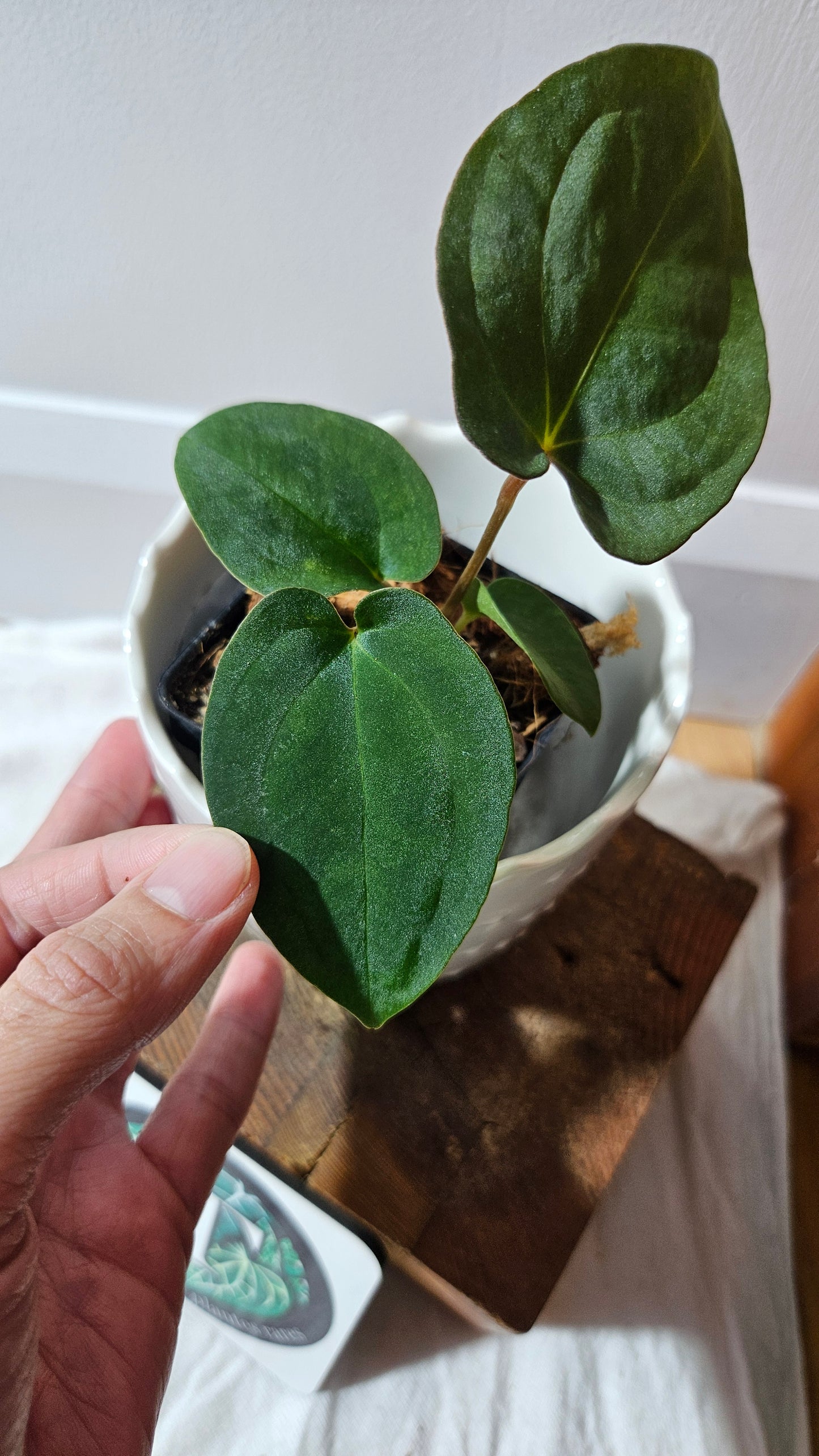 Anthurium  Papillilaminum X Black Velvet Panama "format PETIT" (ANT-613)