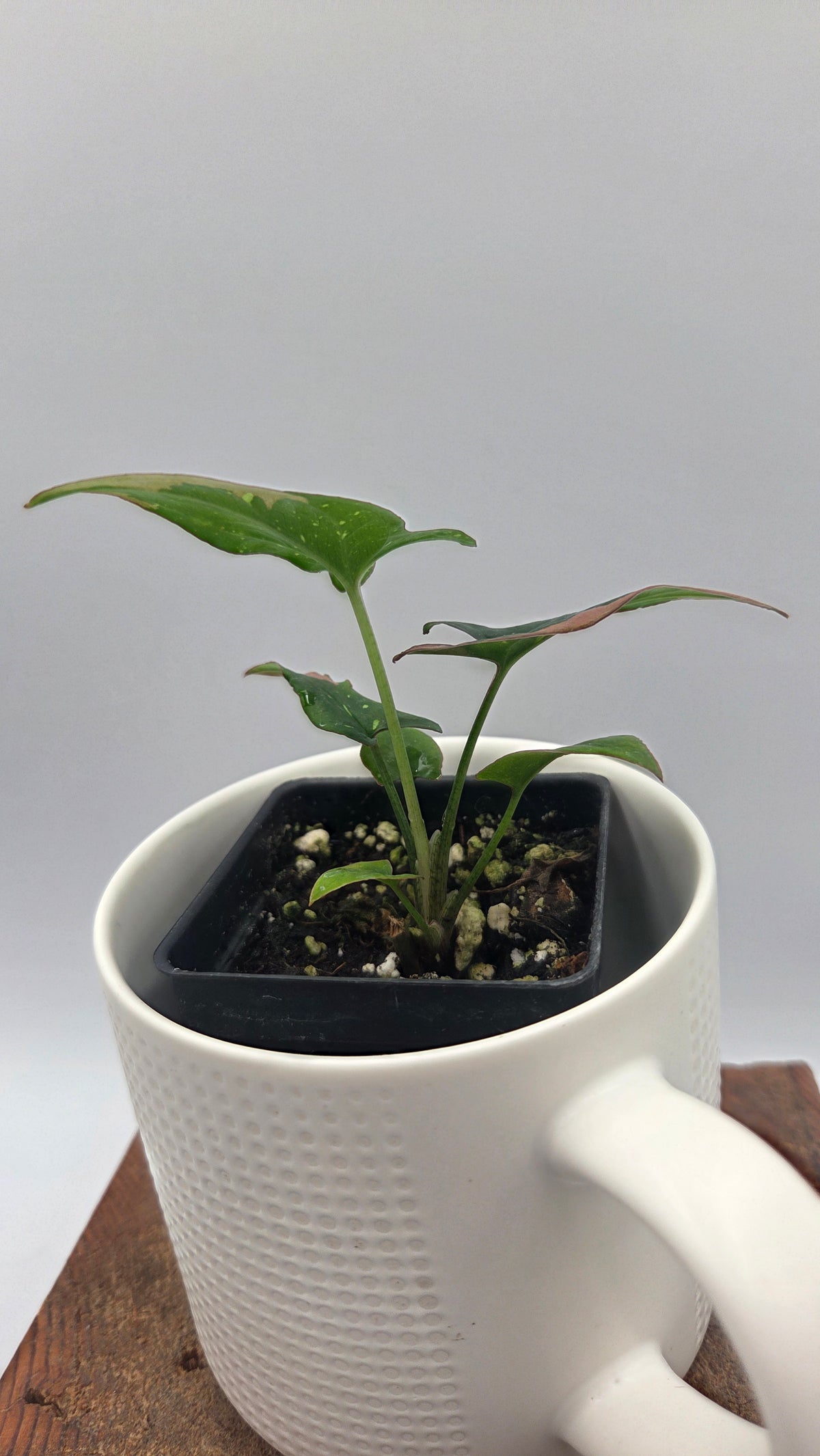 Syngonium Red Spot Tricolore (SYN-529)