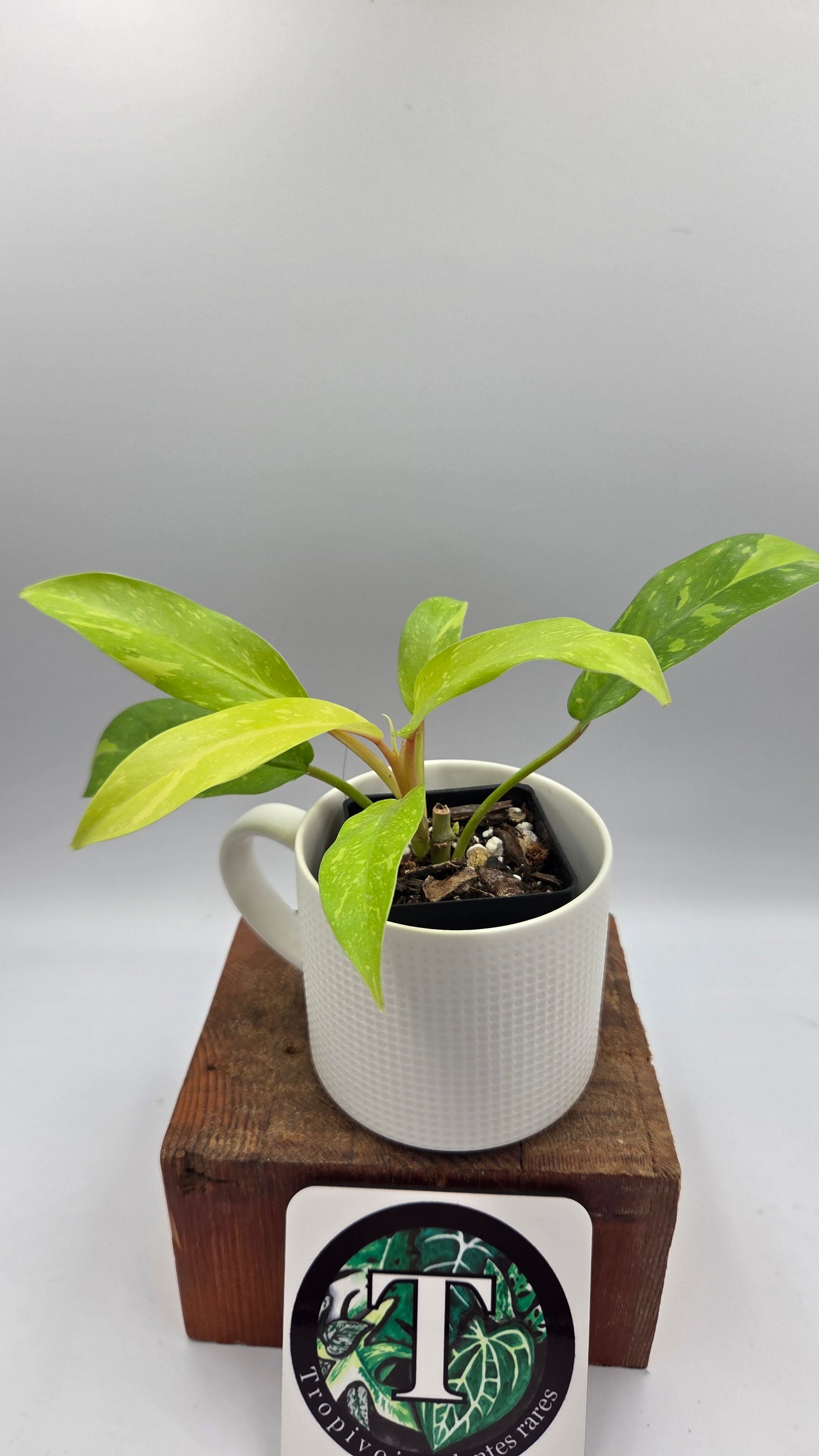 Philodendron Golden Goldness (PHI-1059)