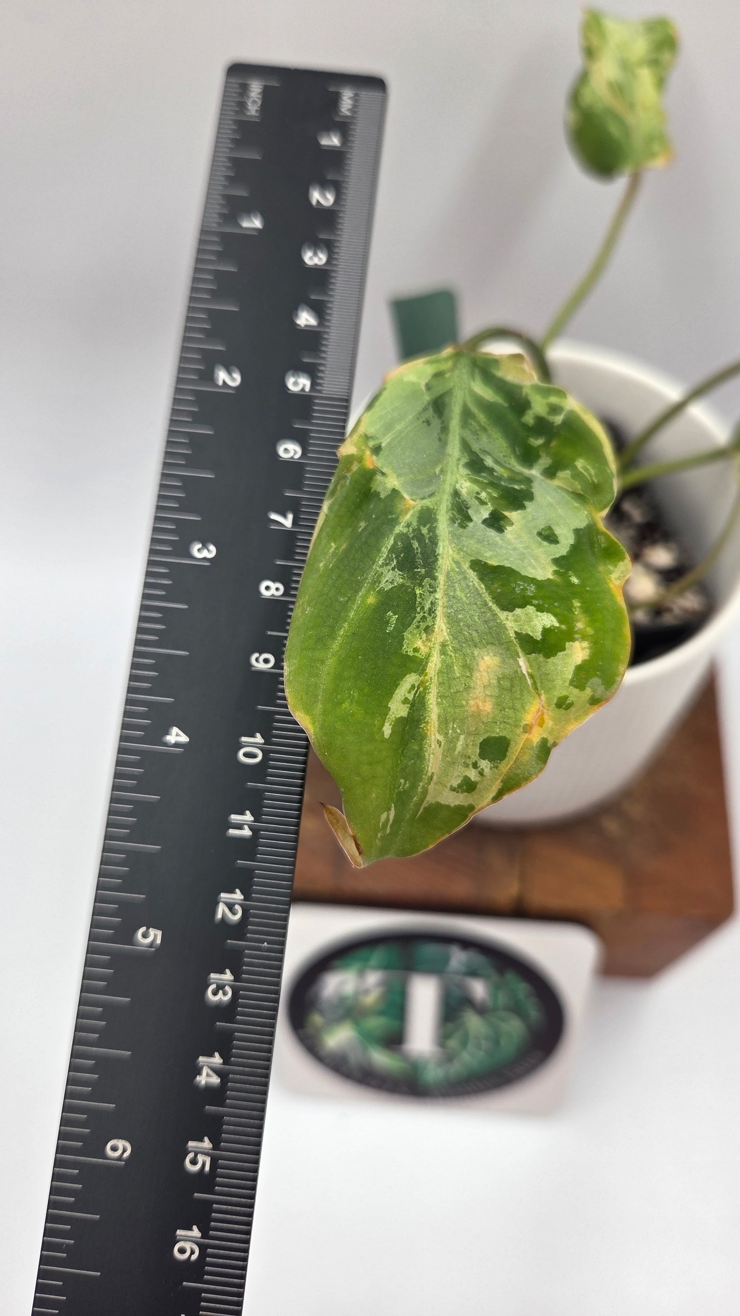 Philodendron Gloriosum "Snow leopard" (PHI-1026)