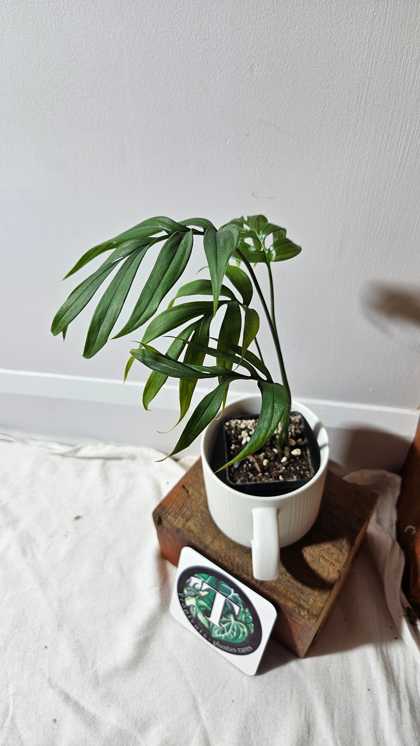 Monstera Subpinnata (MON-203)