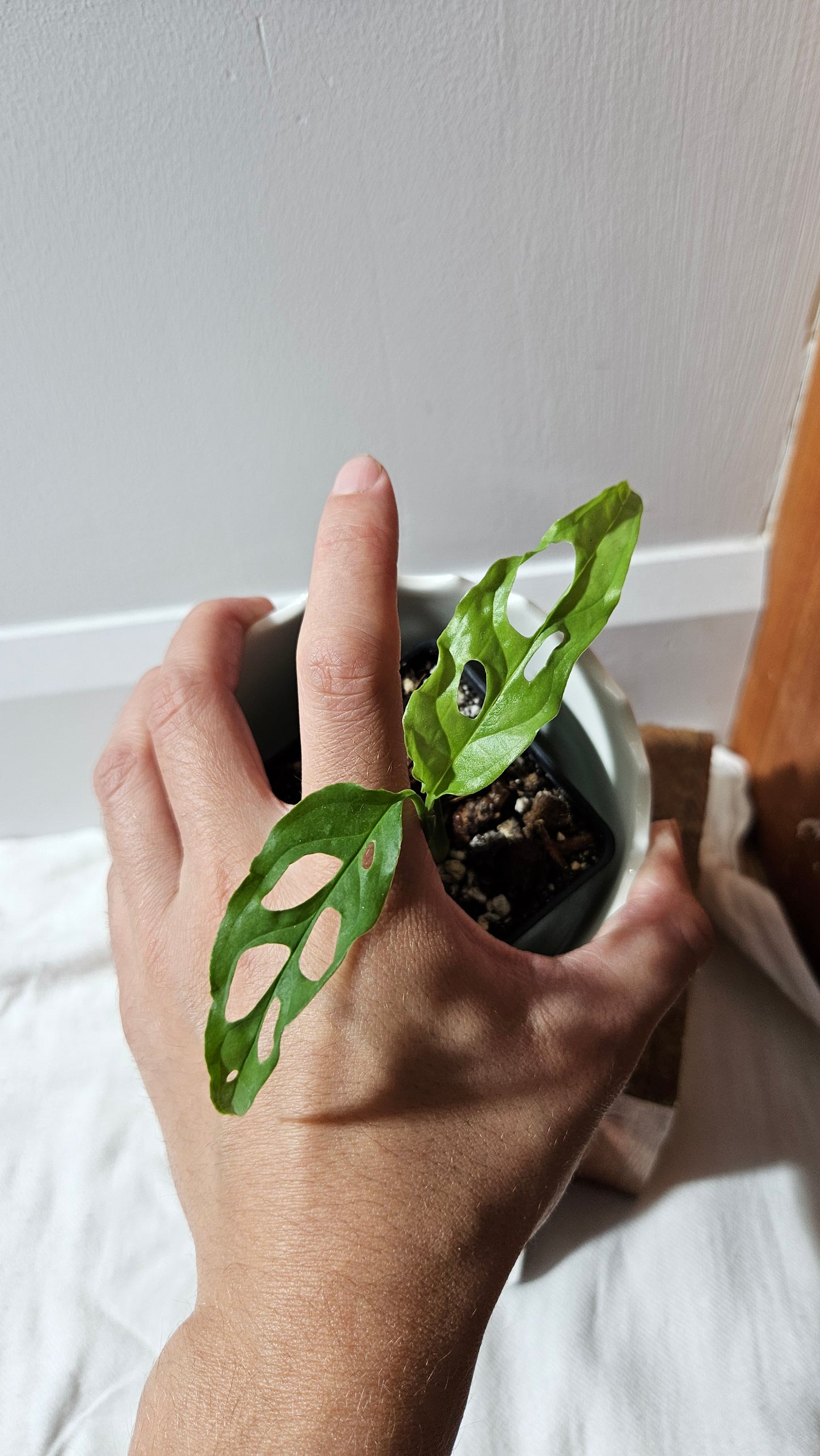 Monstera Obliqua Peru Narrow (MON-454)