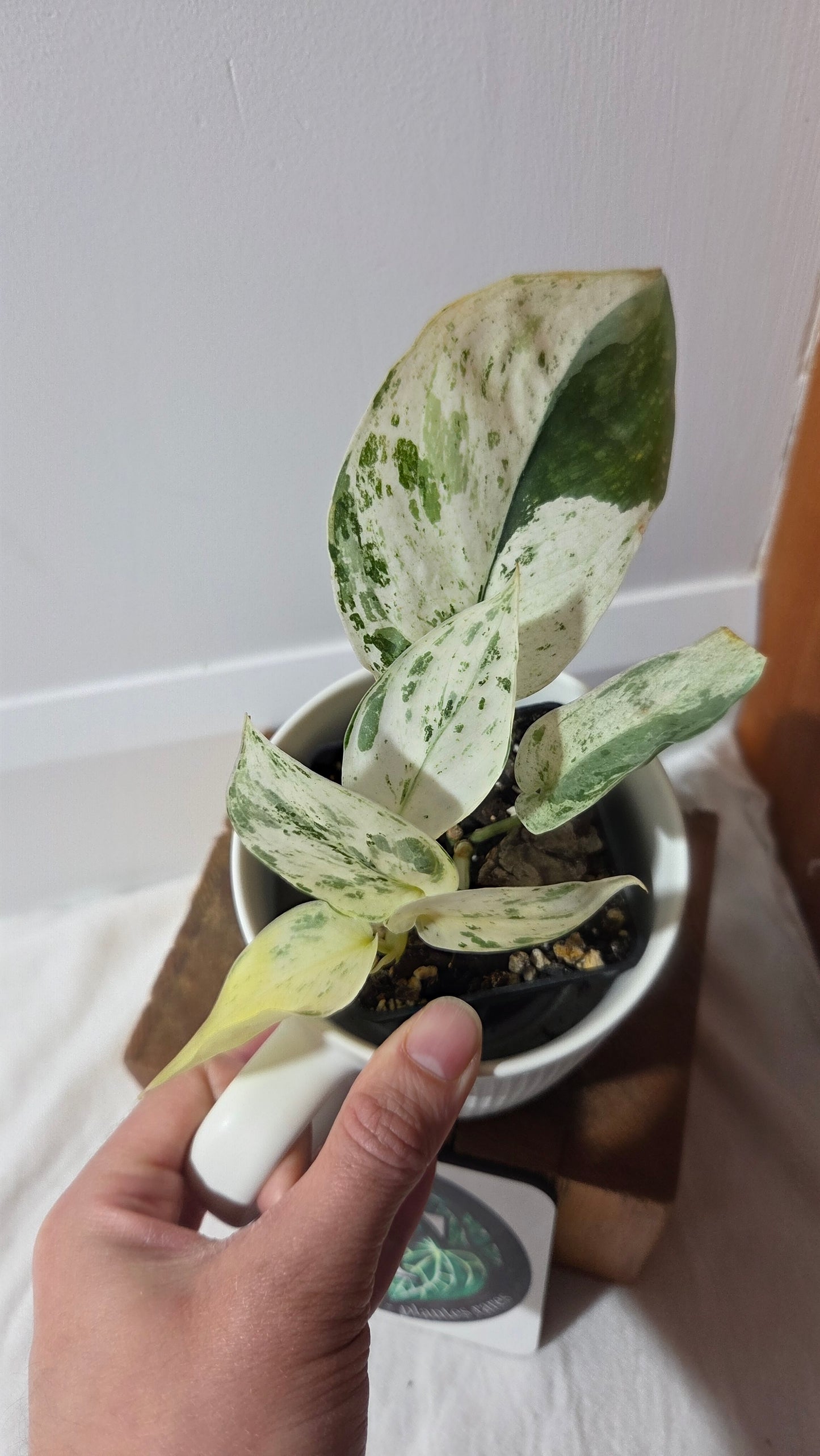 Scindapsus Silver Splash Variegata (SCI-849)