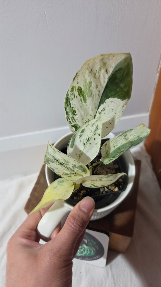 Scindapsus Silver Splash Variegata (SCI-849)