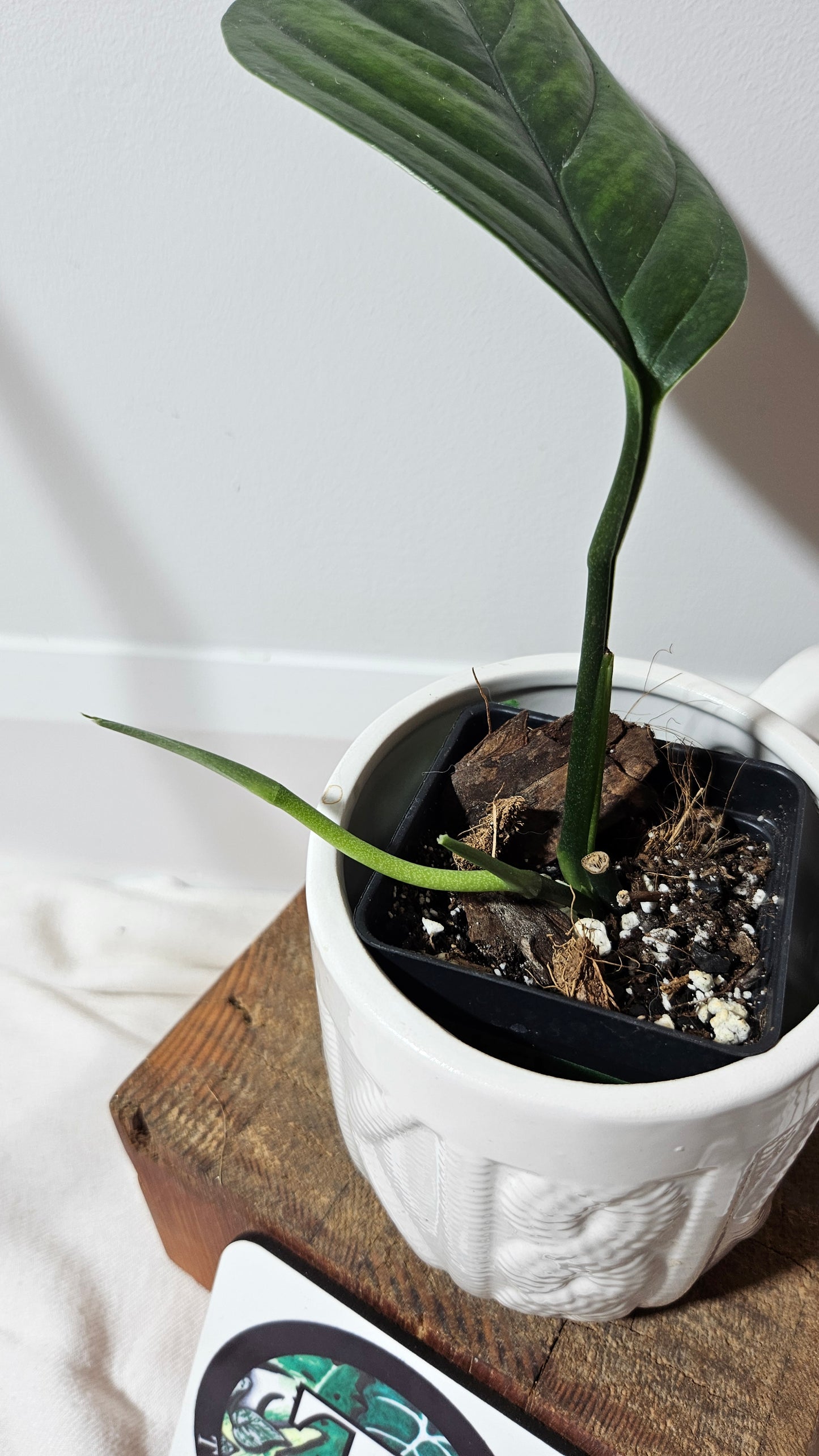 Monstera Obliqua Aff Black Stripes  (MON-234)