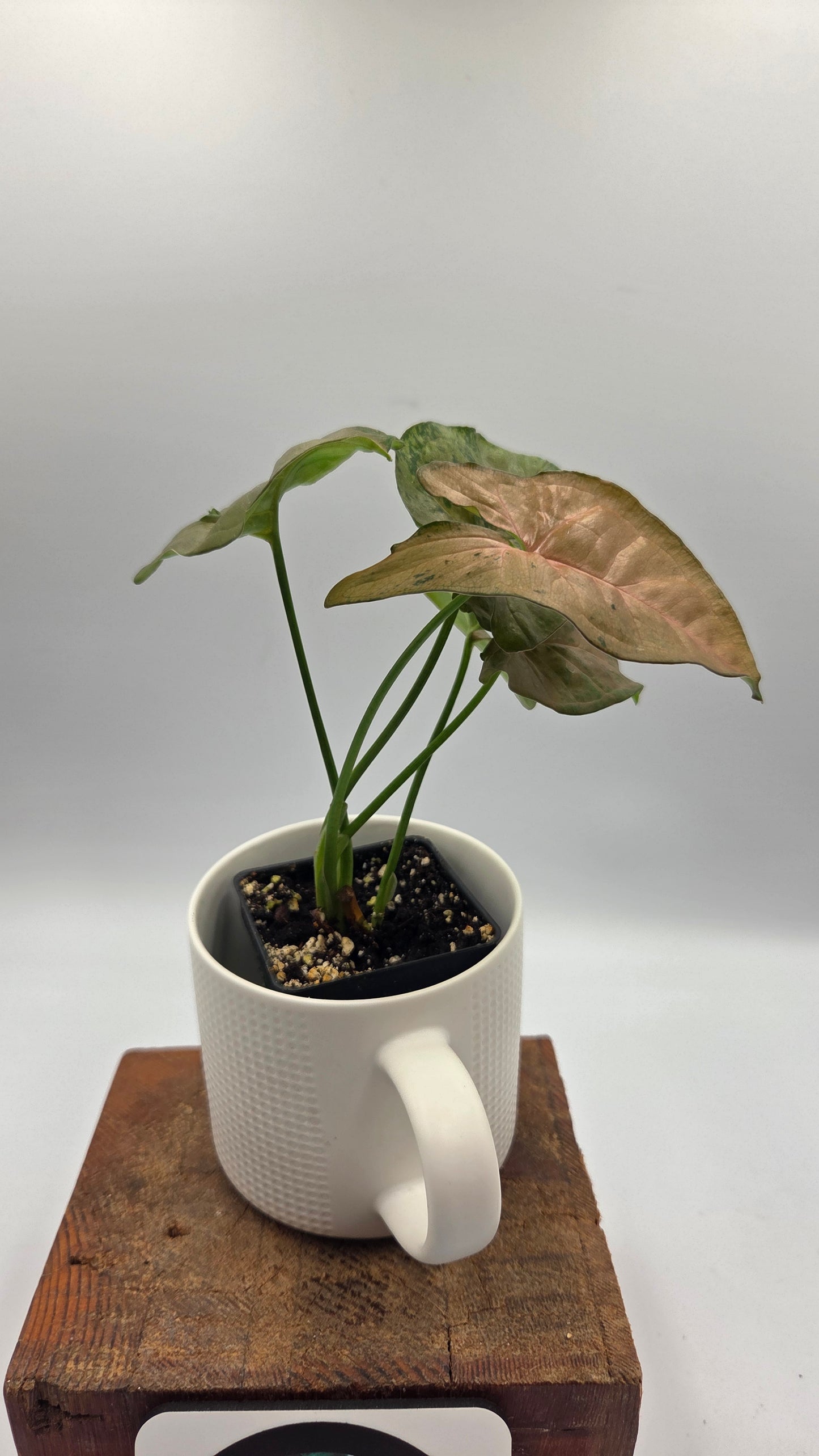 Syngonium Pink Flecked (SYN-520)