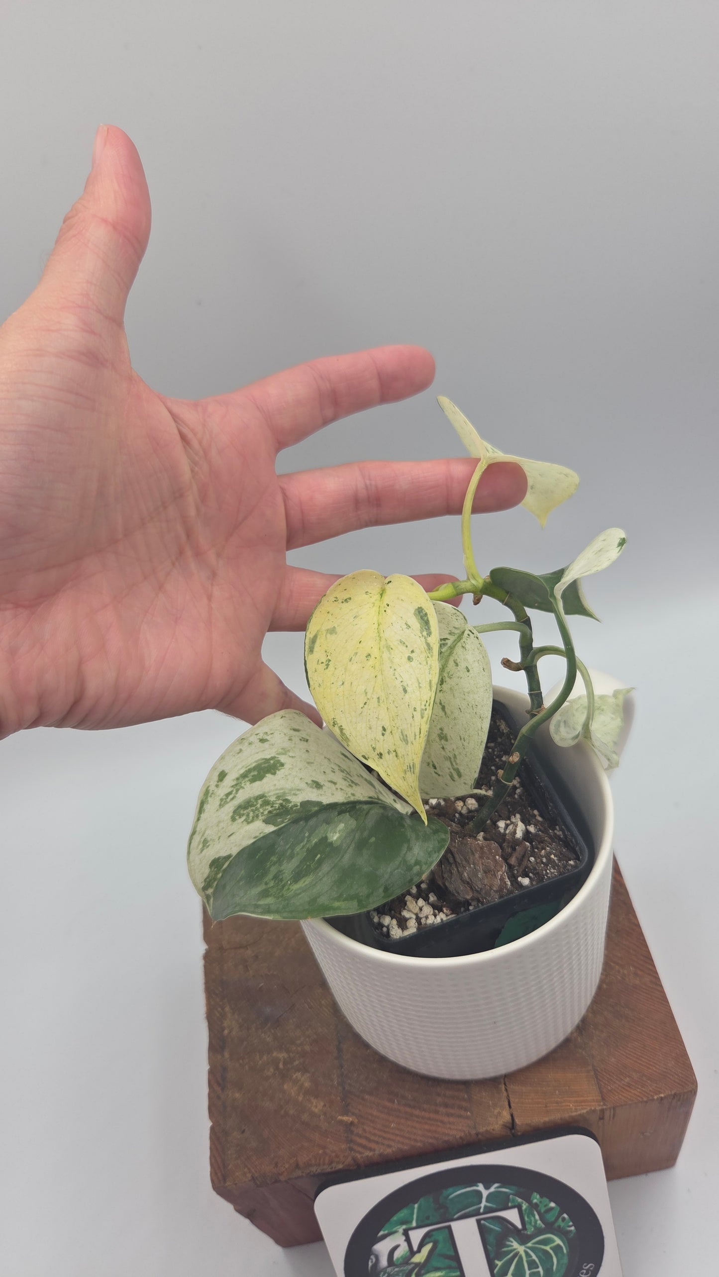 Scindapsus Salamount (SCI-1502)