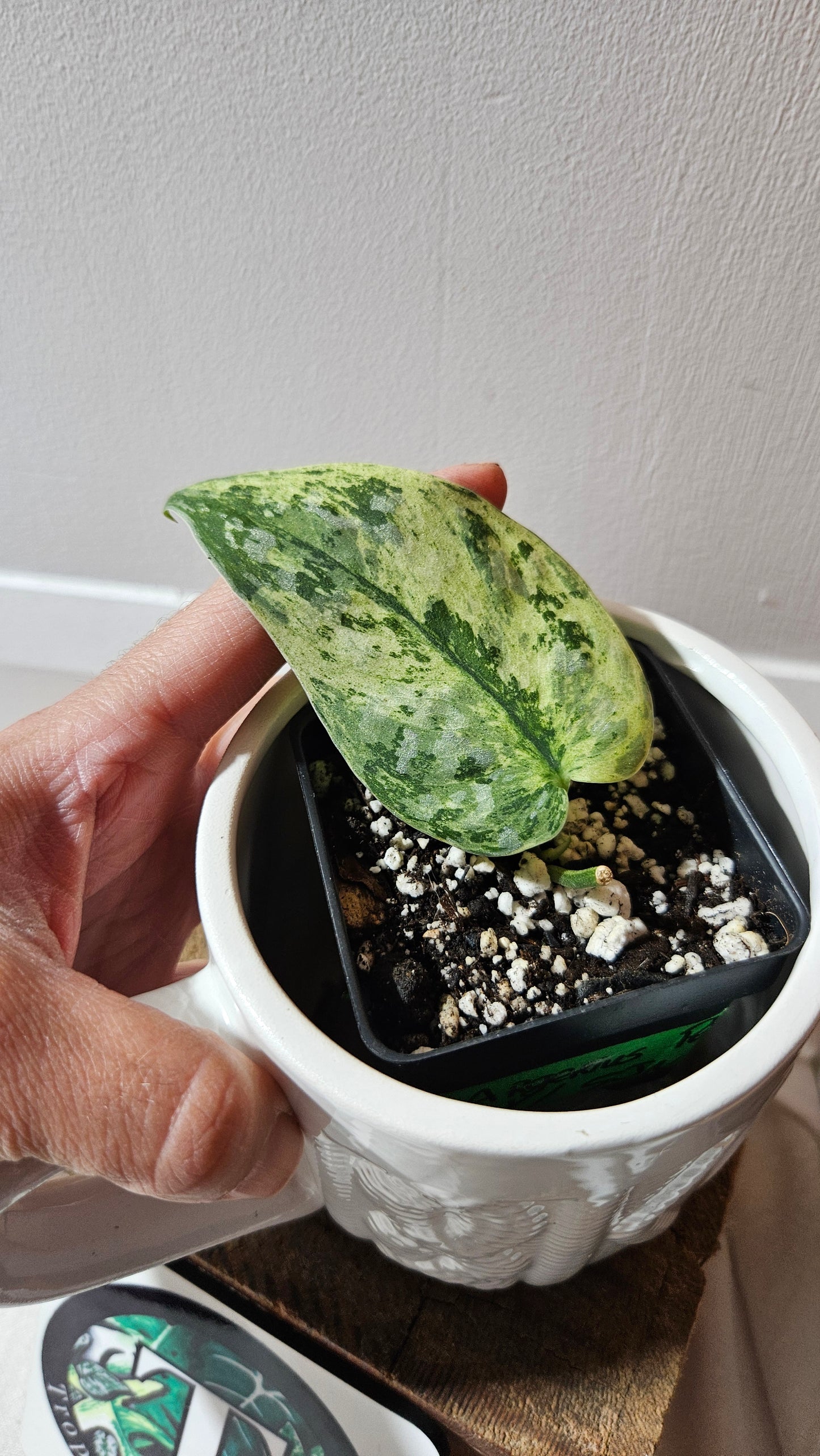 Scindapsus Argyraeus Permata (SCI-1103)