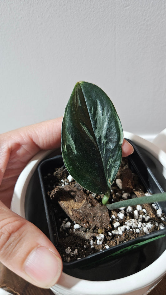 Scindapsus Treubii Dark Form silver (SCI-1195)