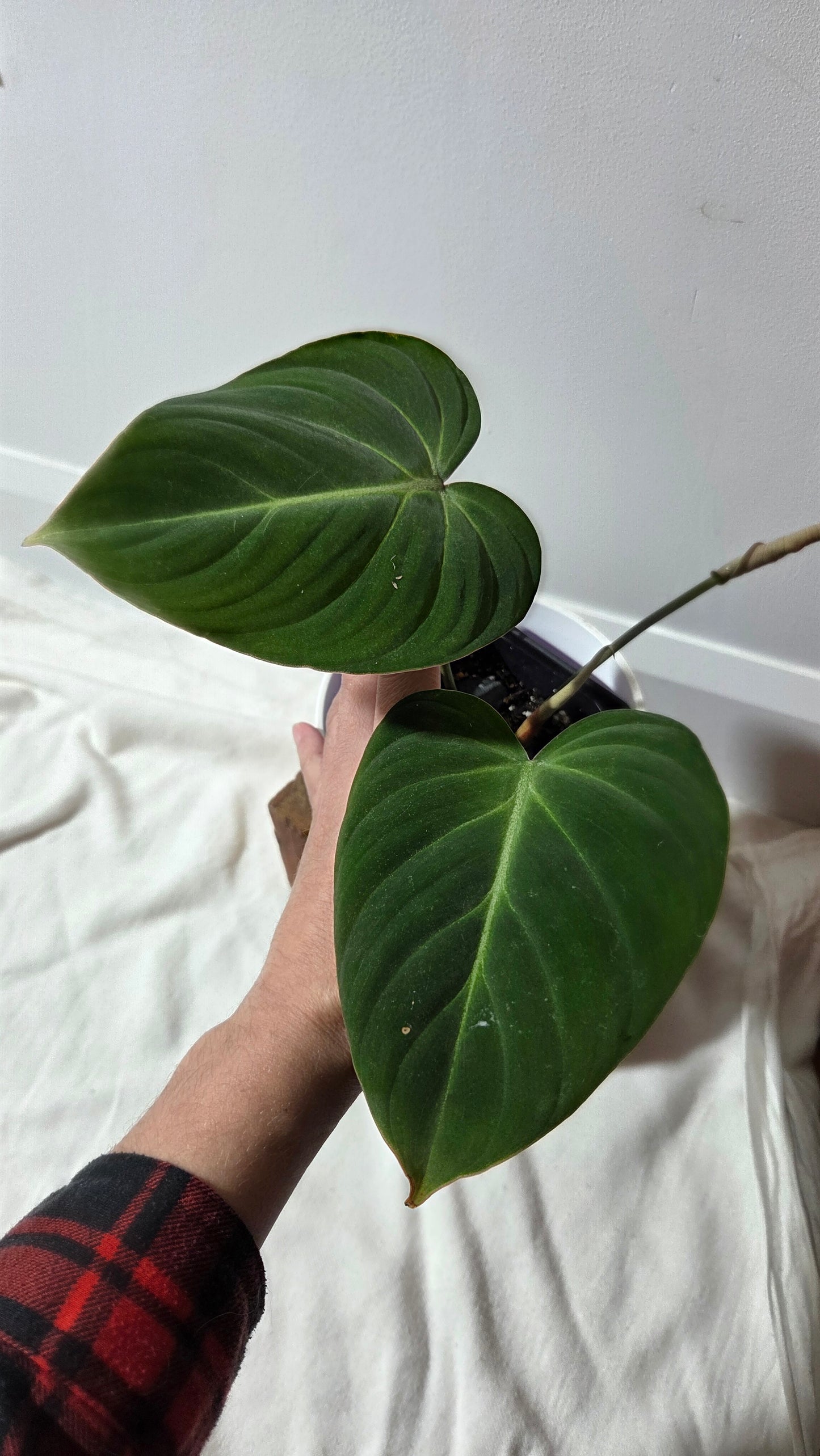 Philodendron Gloriosum (PHI-1013)