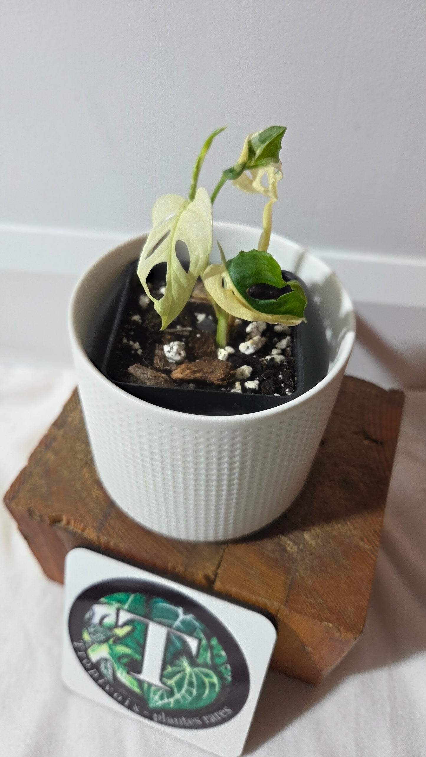 Monstera Andasonii Tricolore (MON-490)