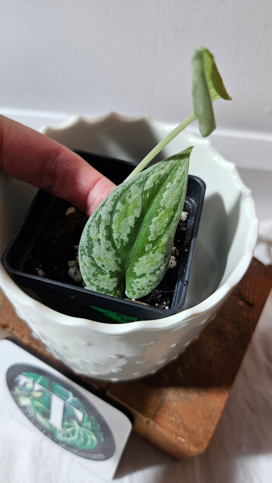 Scindapsus Tricolore silver Platinum (SCI-1320)