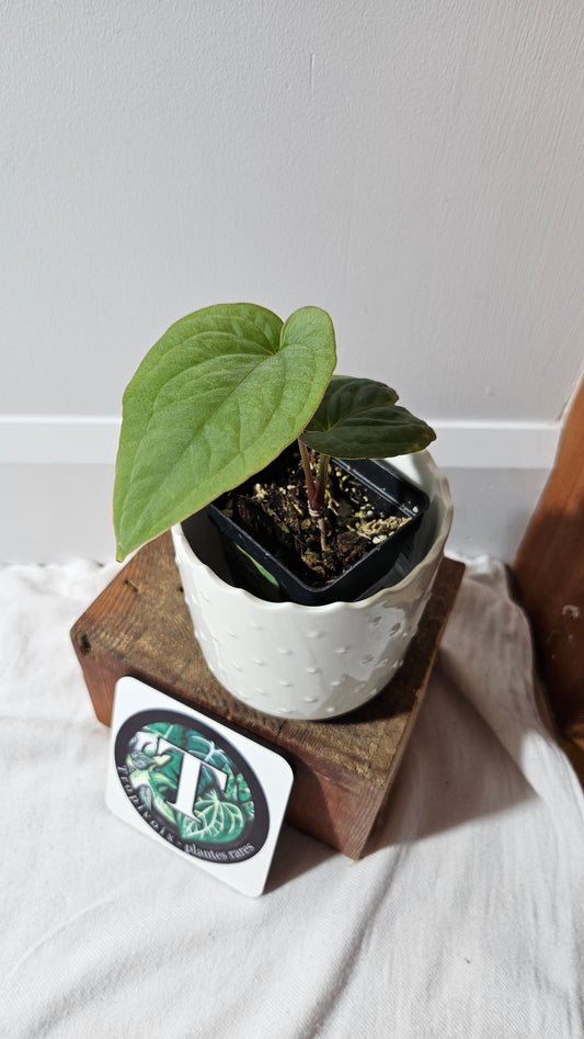 Anthurium  Kunayalense "format MOYEN" (ANT-457)