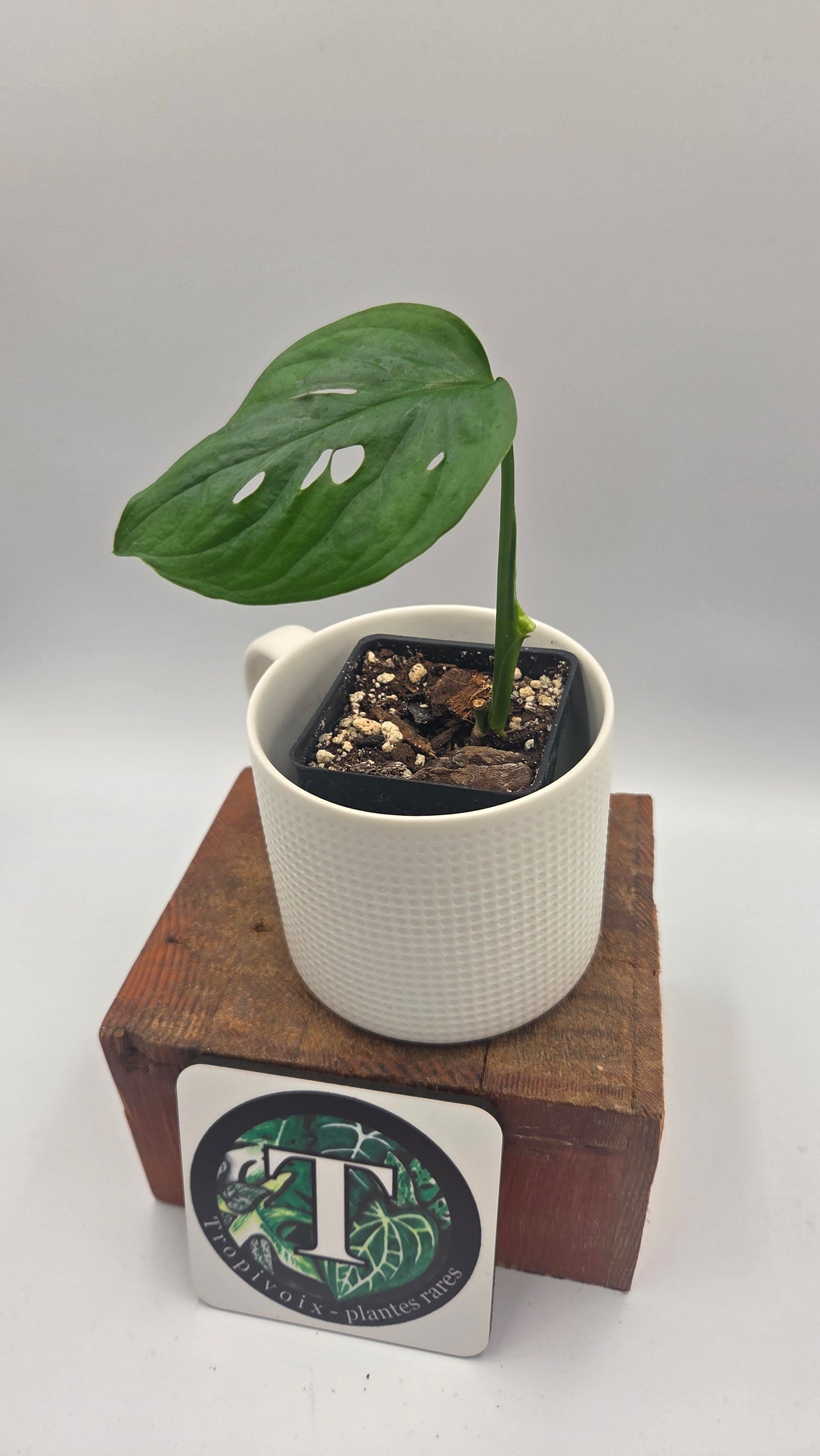 Monstera Acuminata (MON-573)