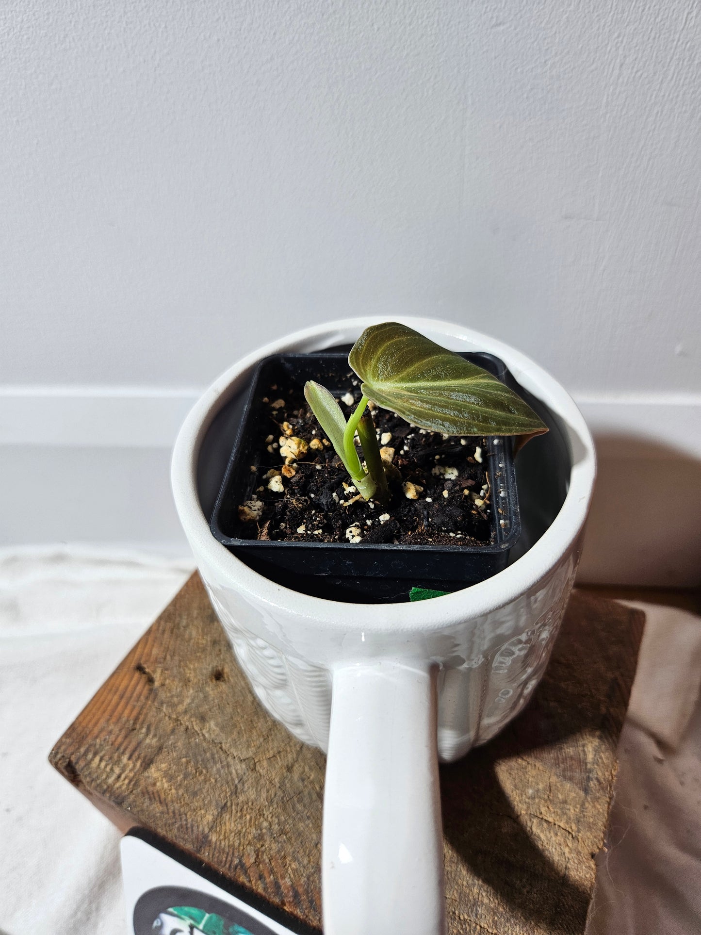 Philodendron Melanochrysum Variegata (PHI-491)