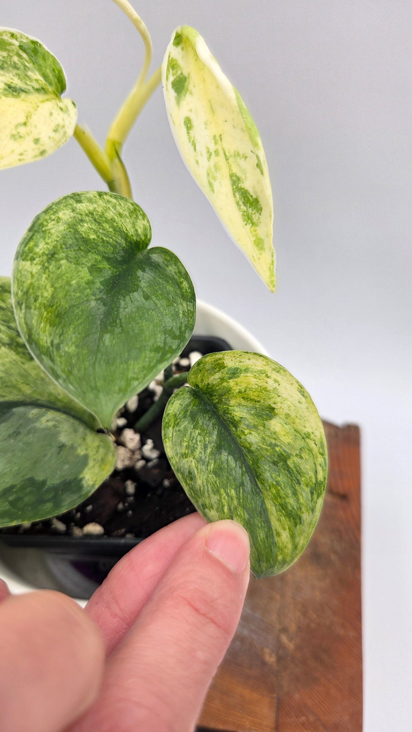 Scindapsus Silver Splash Kiara (SCI-1192)
