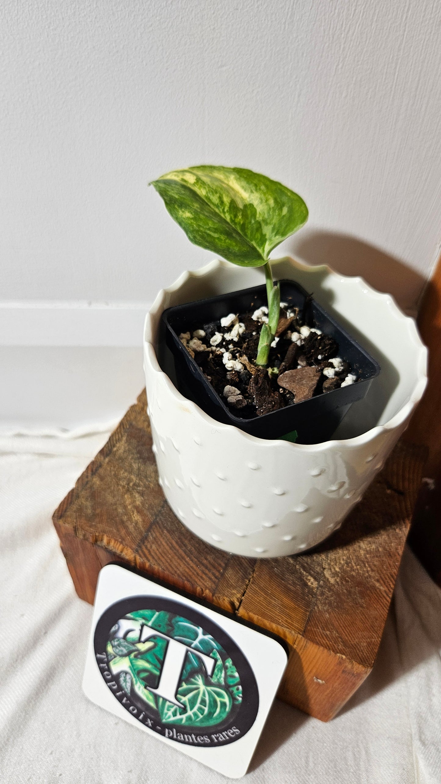 Scindapsus Exotica Salaka Tricolore (SCI-1048)