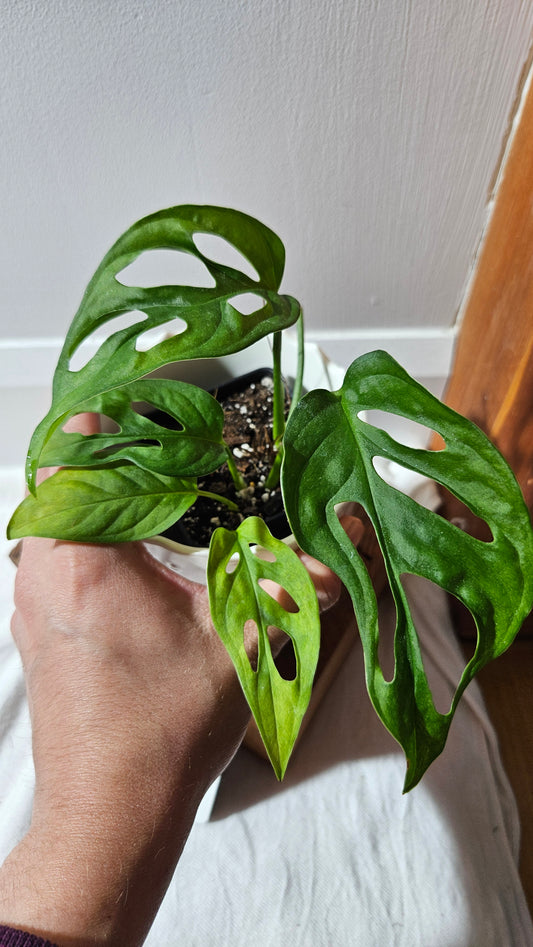 Monstera Obliqua Aff Tena (MON-092)