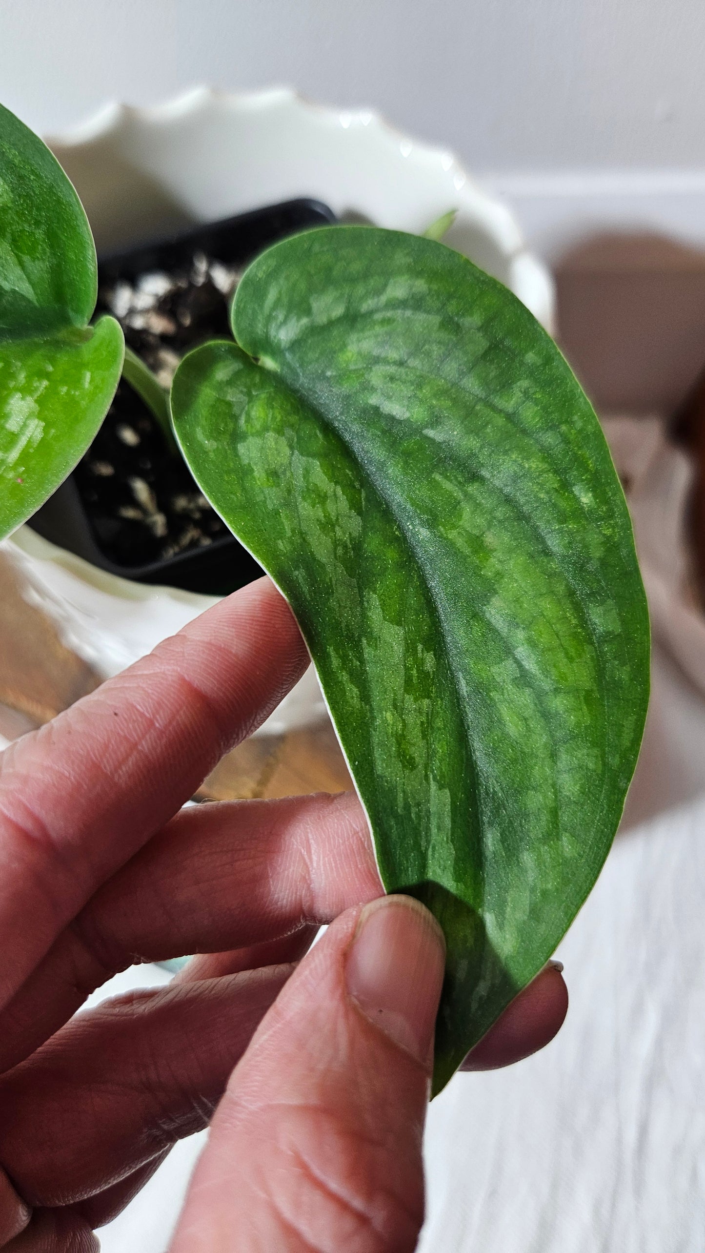 Scindapsus Exotica "Green on green" (SCI-984)