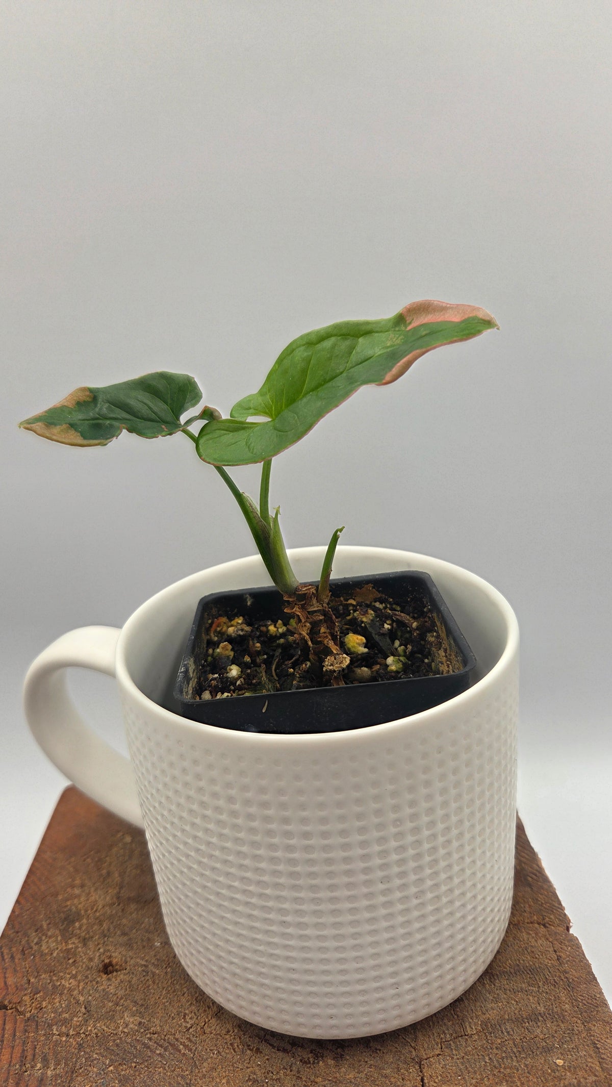 Syngonium Pink Lava (SYN-242)