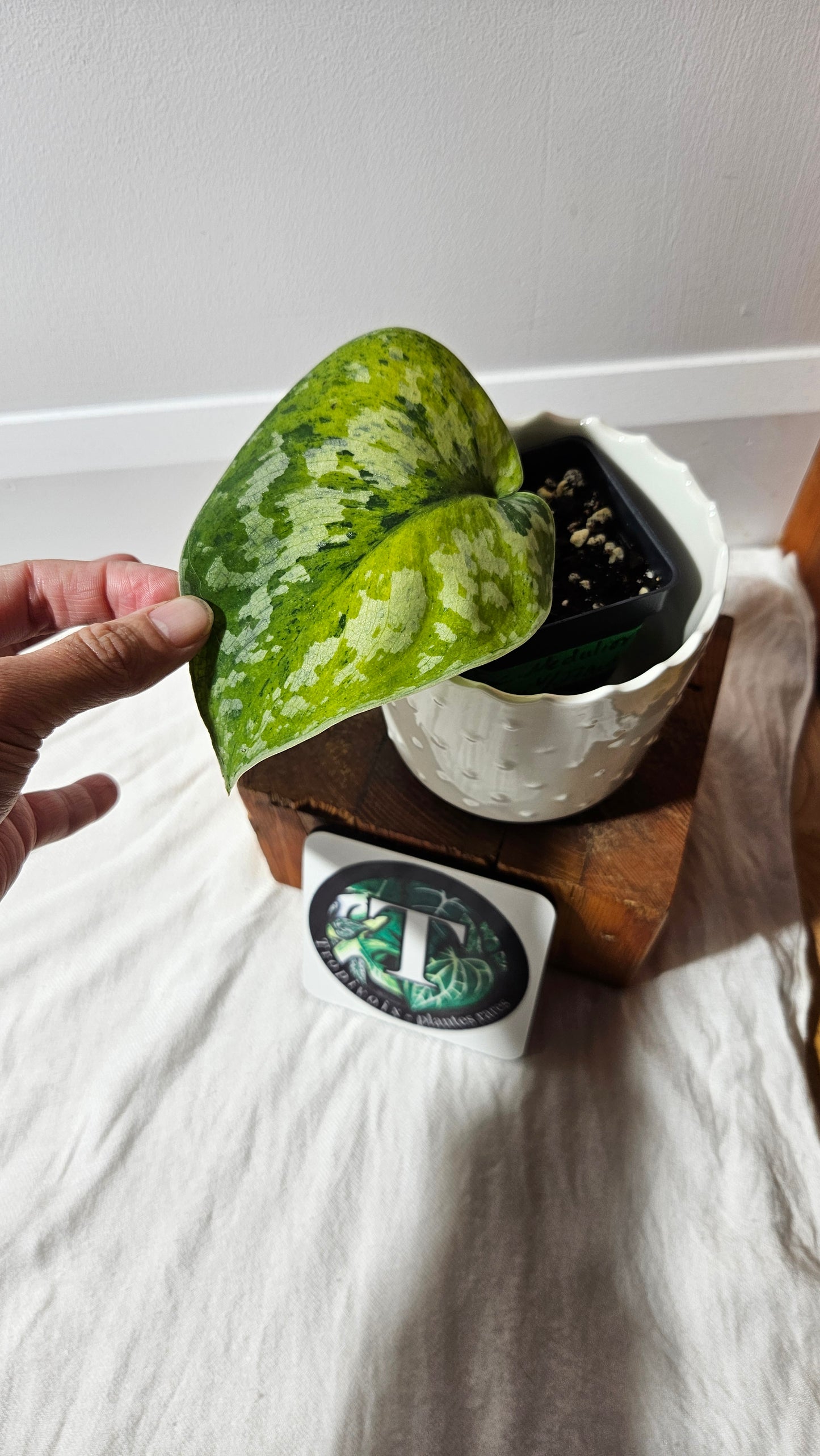 Scindapsus Medallion (SCI-1338)