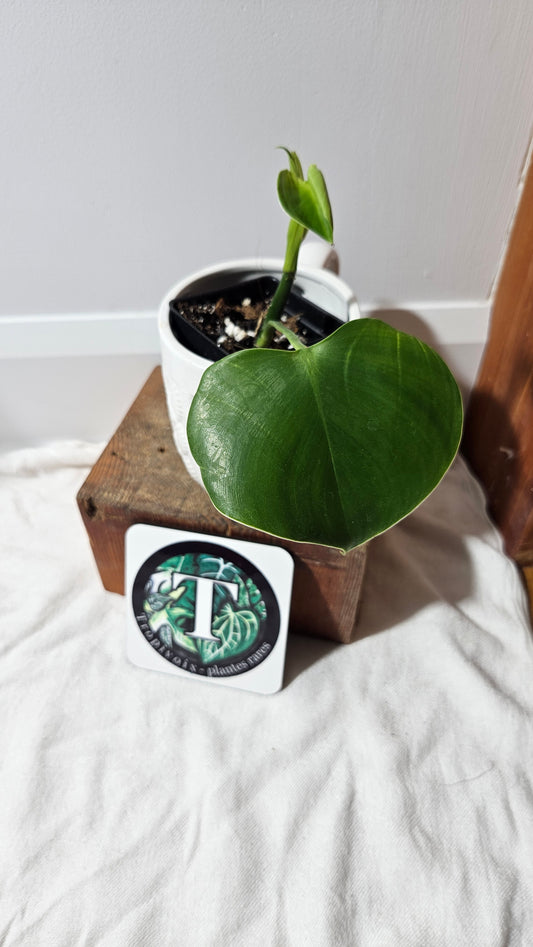 Philodendron Microstictum (PHI-515)