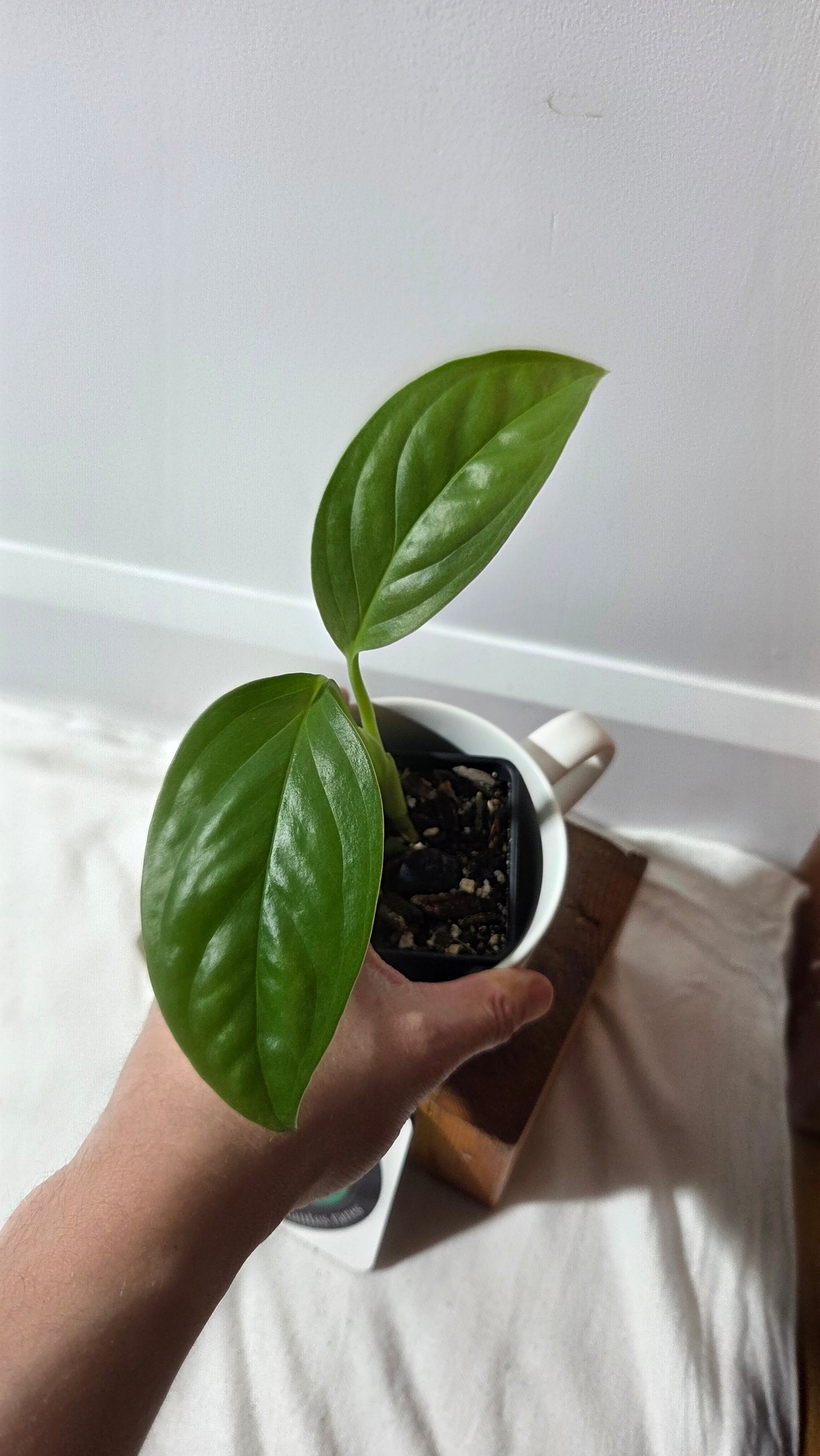 Monstera Obliqua Aff Calacali (MON-515)