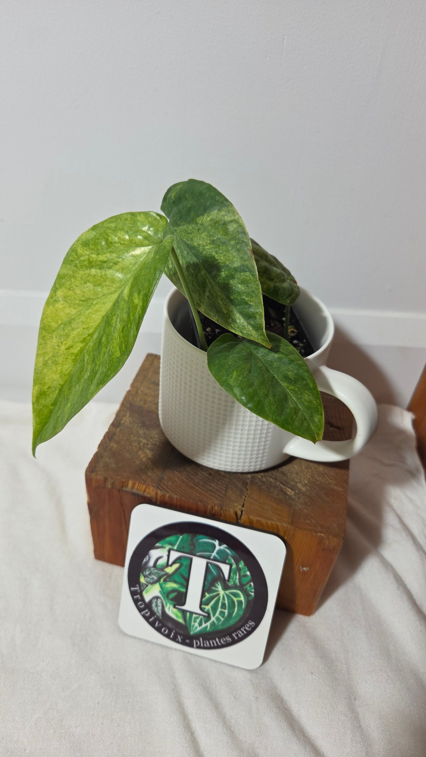 Amydrium Medium Mint (AMY-027)